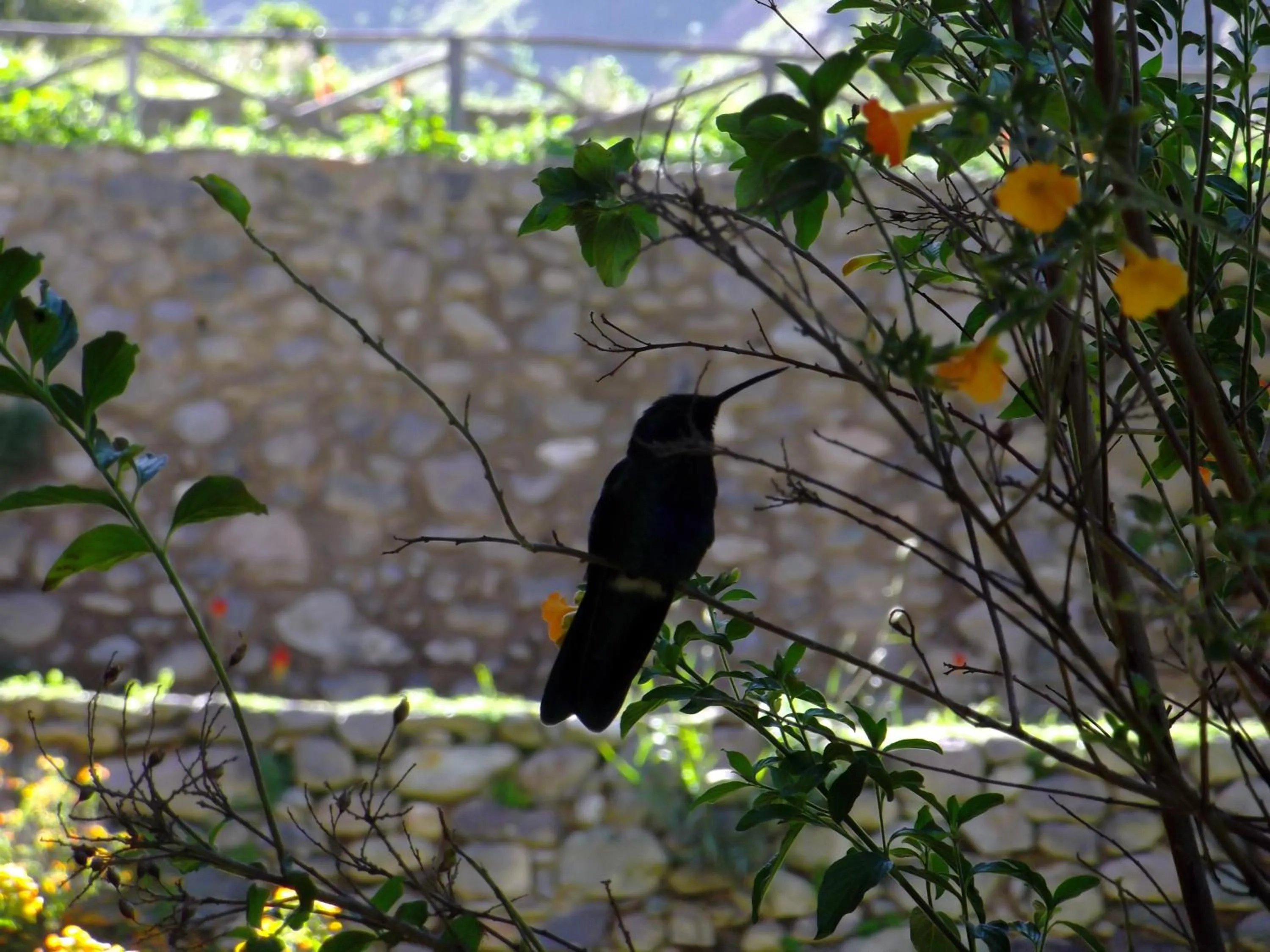 Animals in Hotel Pakaritampu