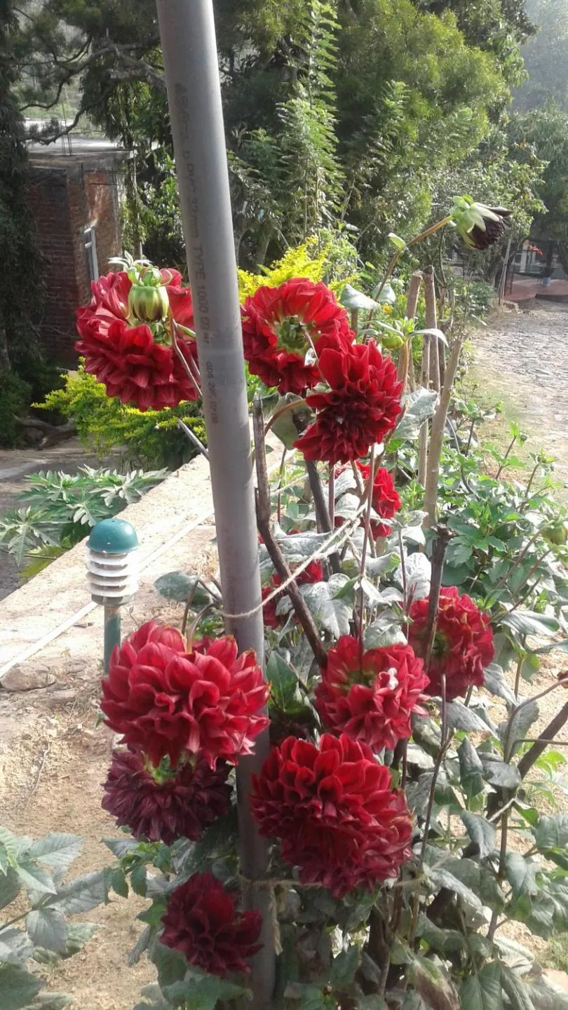 Garden in Alta Vista