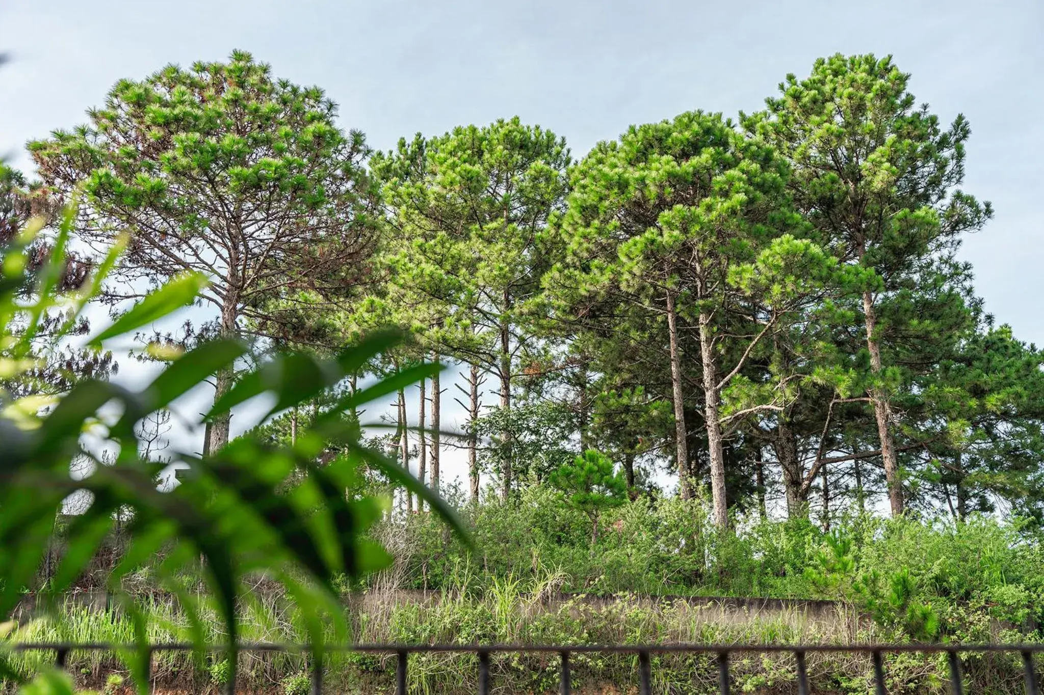 View (from property/room) in Miền Sương Khói - Home & Café View (from property/room) in Miền Sương Khói - Home & Café