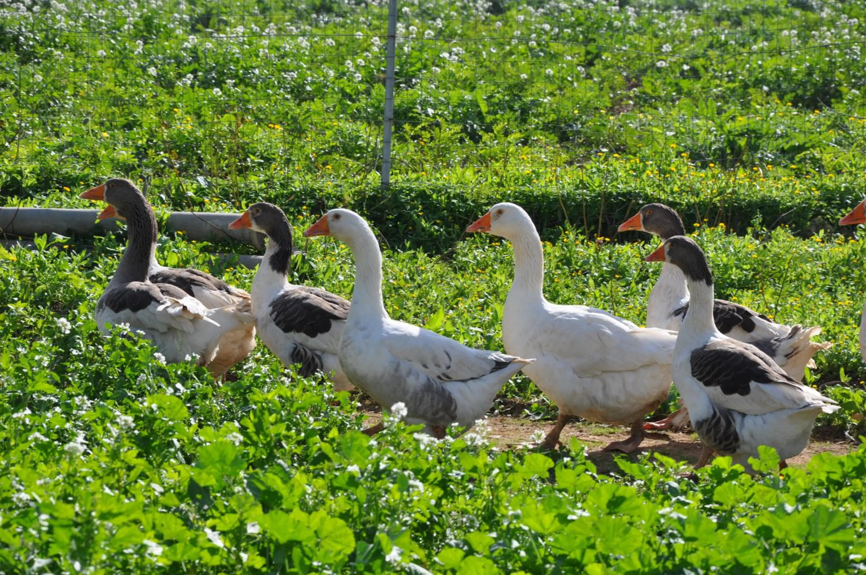 Pets in Duca di Castelmonte