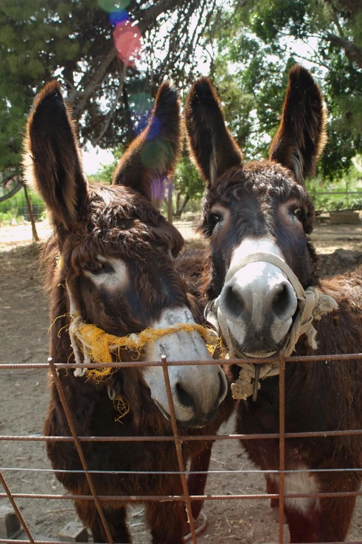 Animals in Duca di Castelmonte