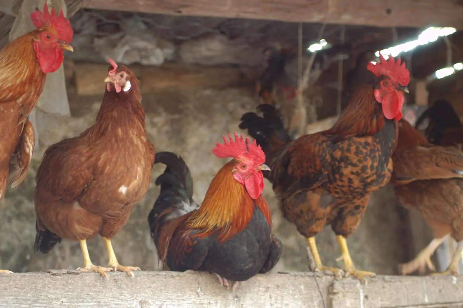 Pets in Duca di Castelmonte