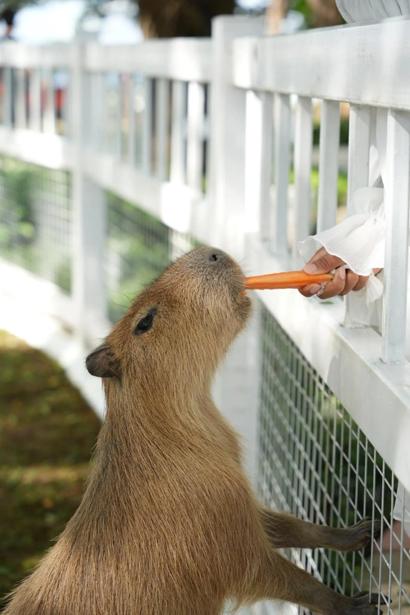 Animals in Estella Khao Yai
