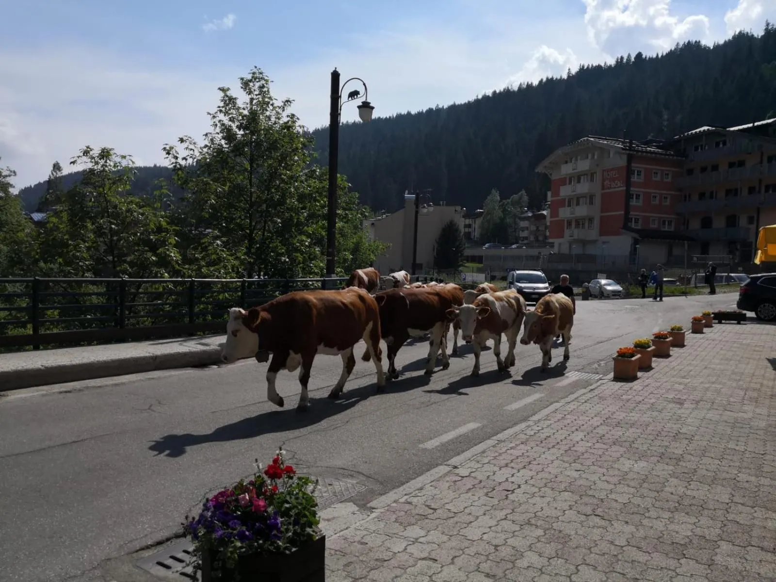 Animals in Hotel Bonapace ***S