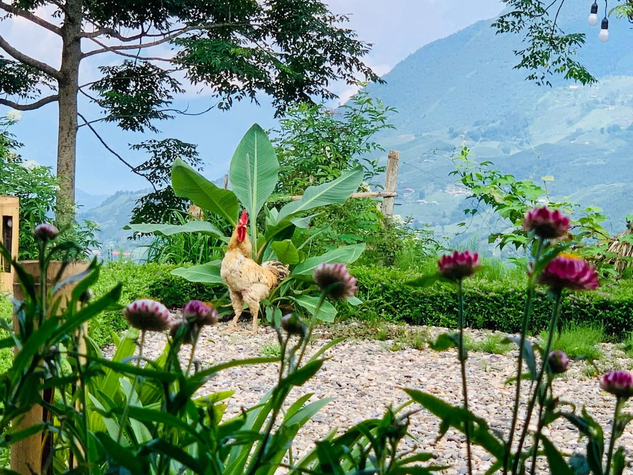 Neighbourhood in Sapa Rosie House