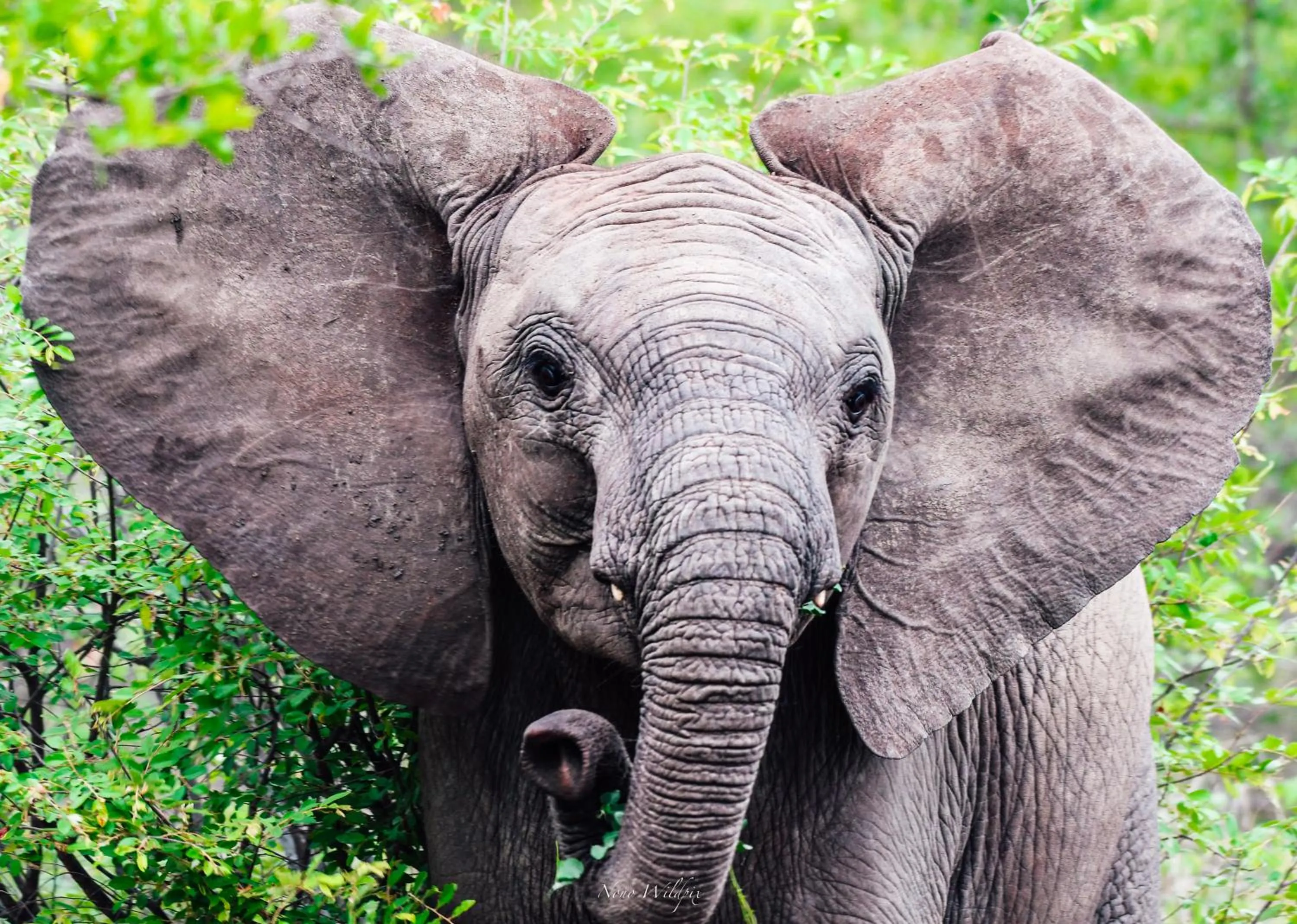 Day in MILIMA Big 5 Safari Lodge