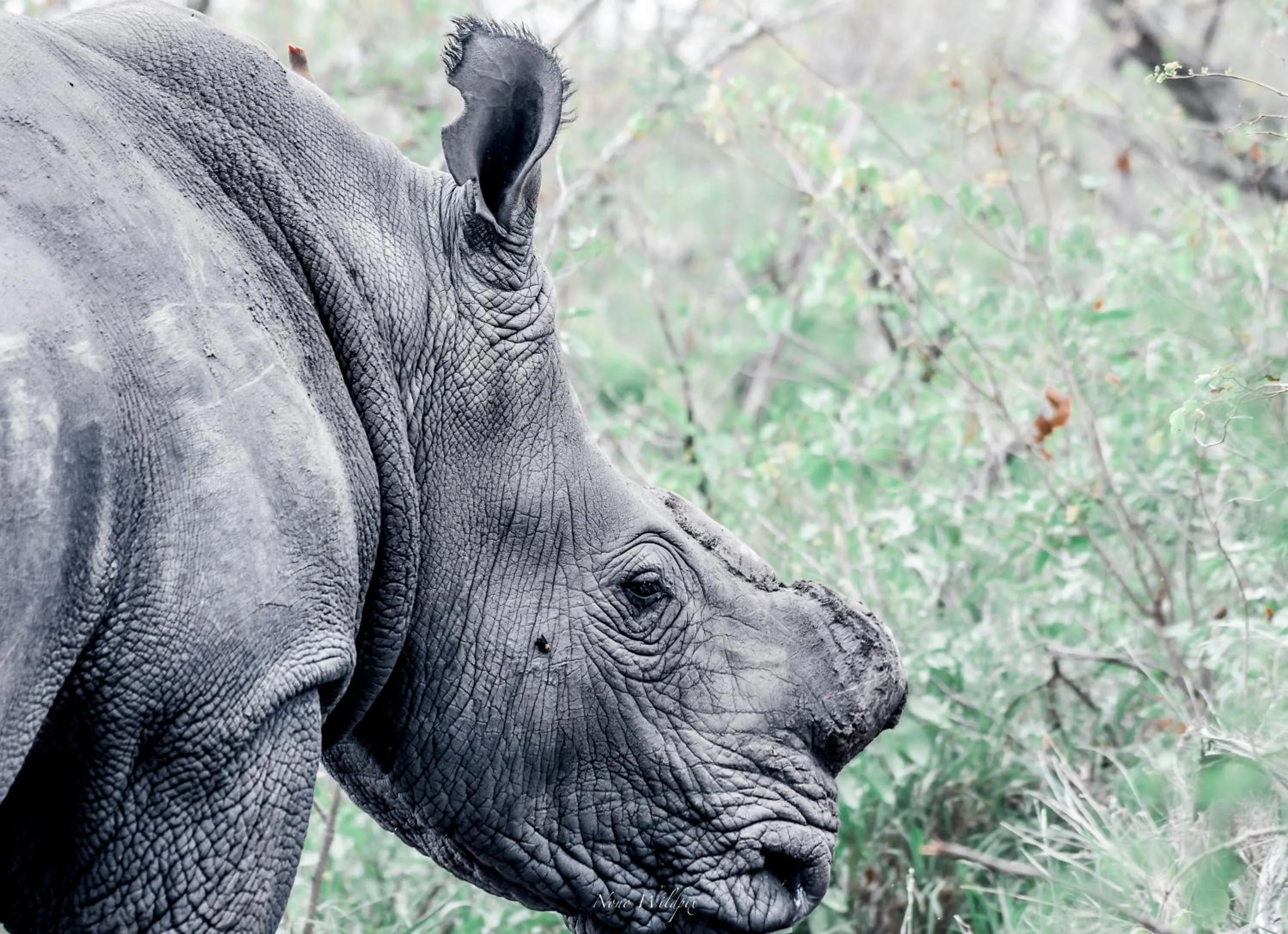 Natural landscape in MILIMA Big 5 Safari Lodge