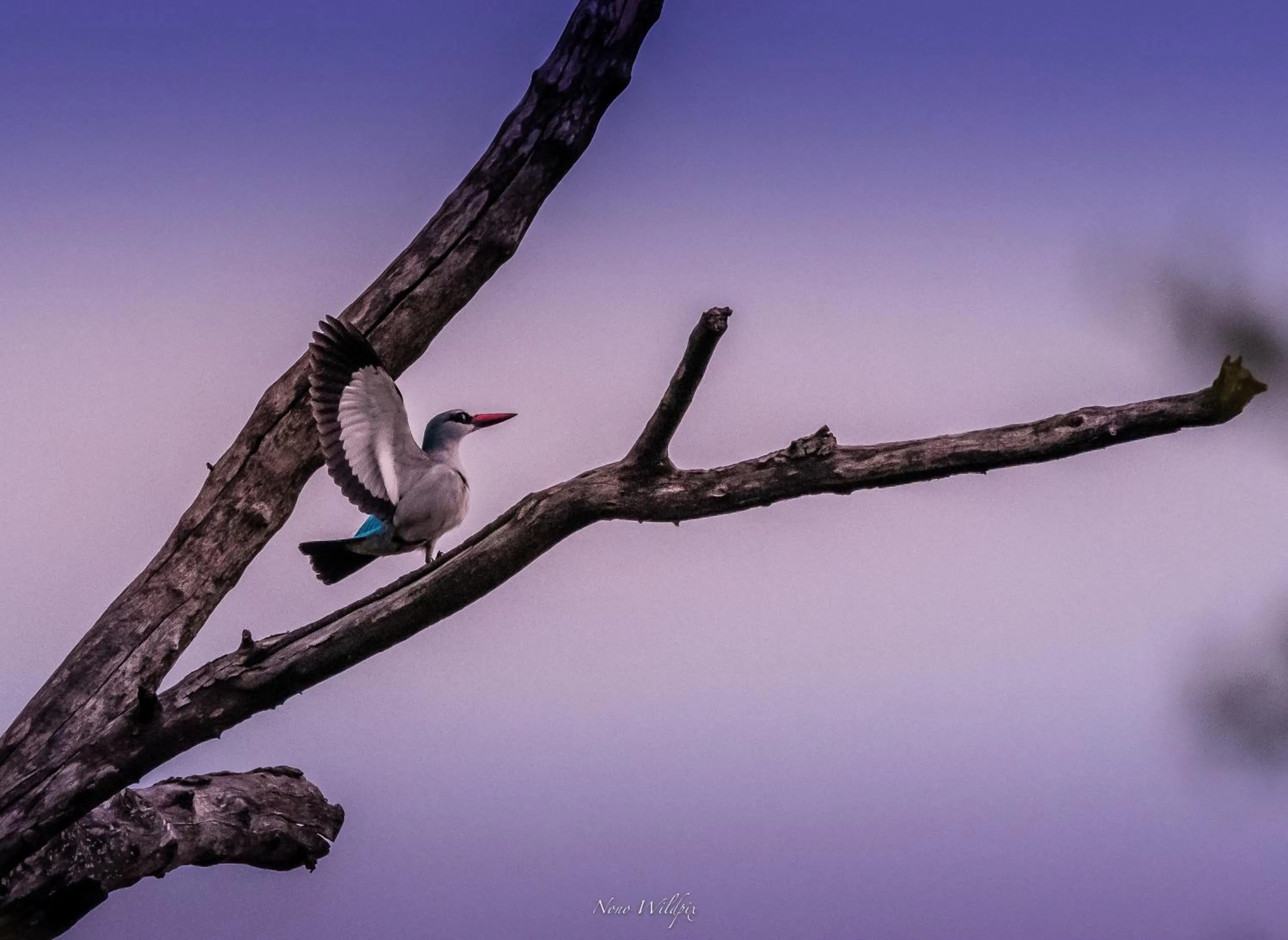 Day in MILIMA Big 5 Safari Lodge