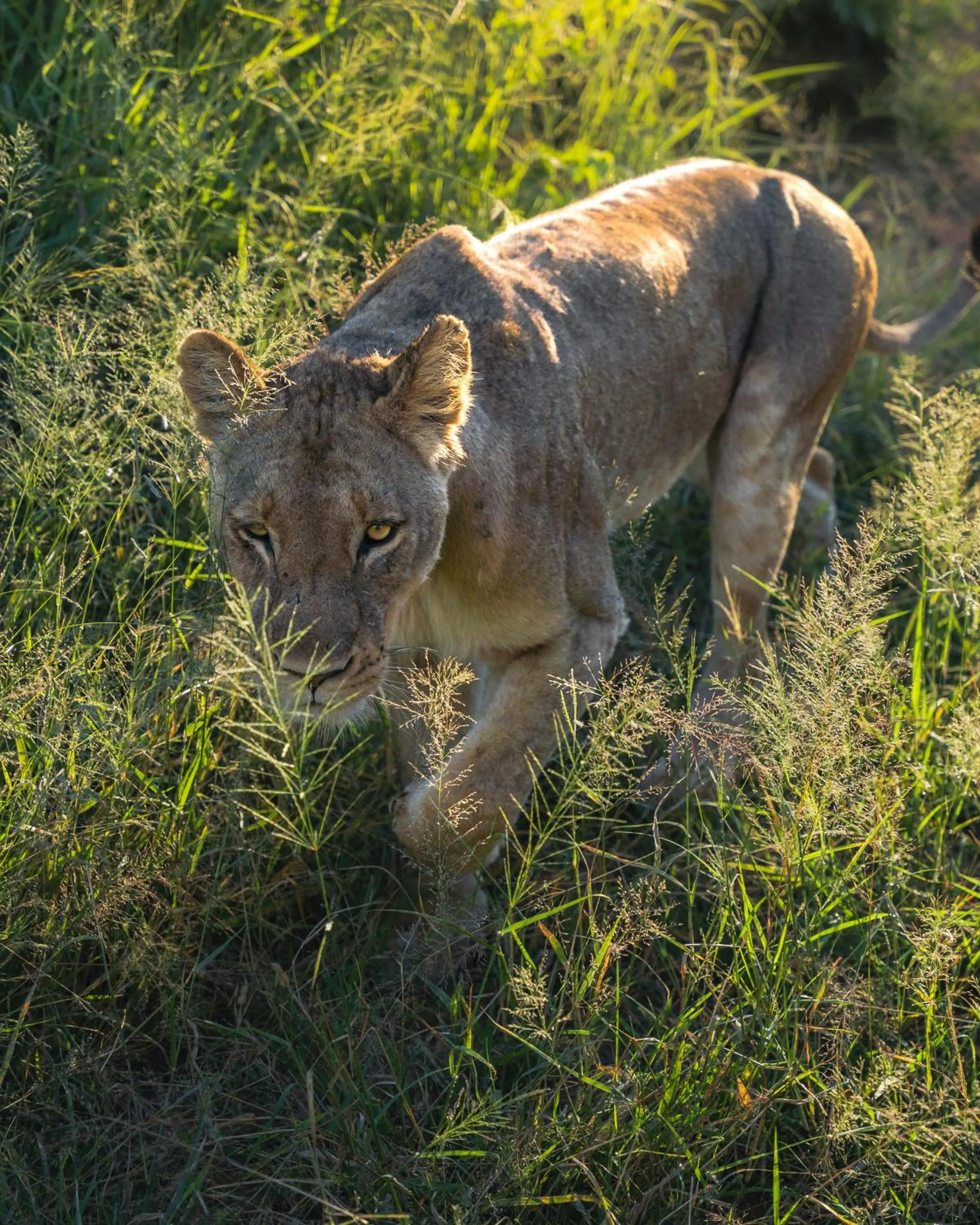 Day in MILIMA Big 5 Safari Lodge