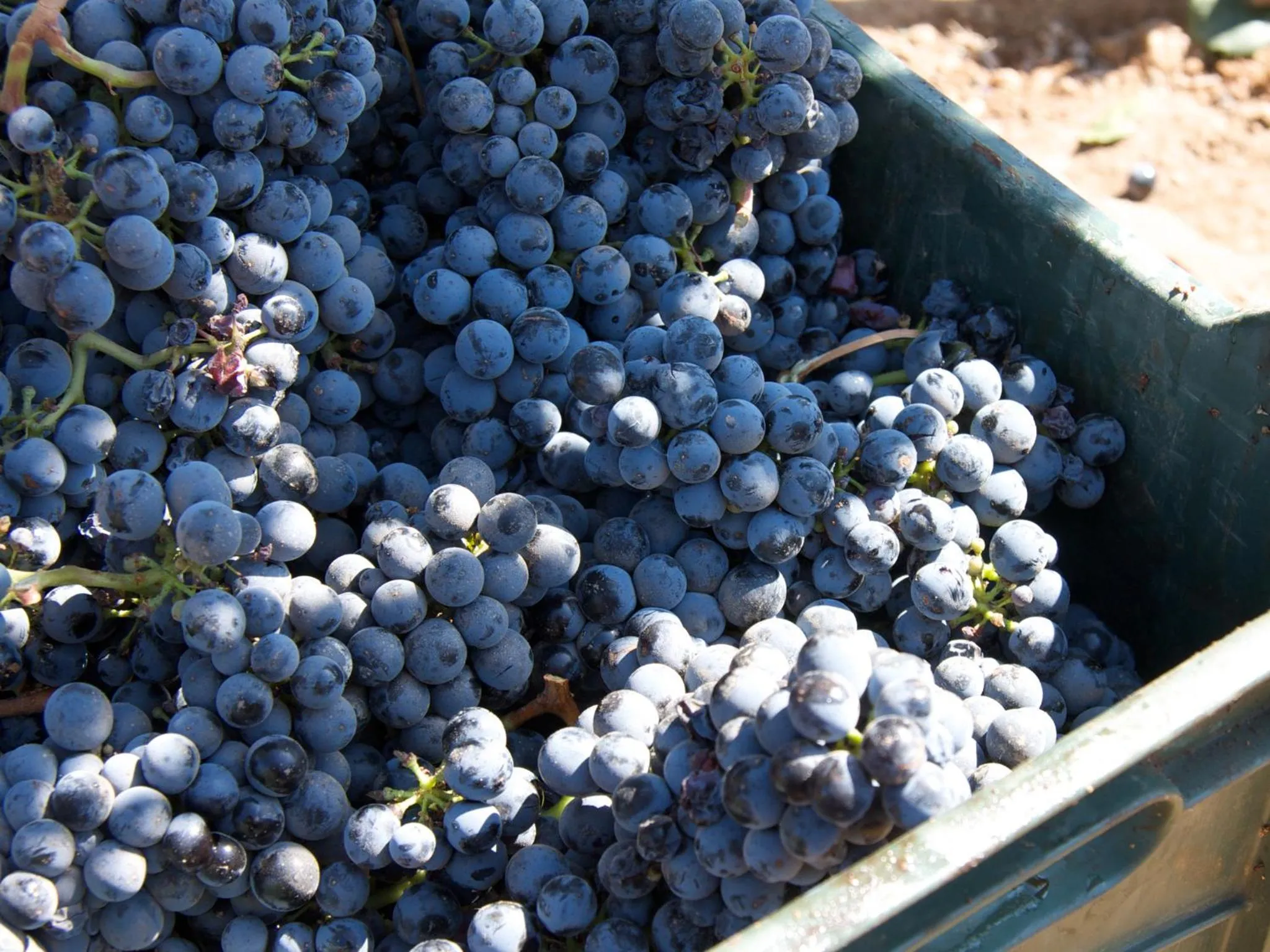 Day in Encuentro Guadalupe