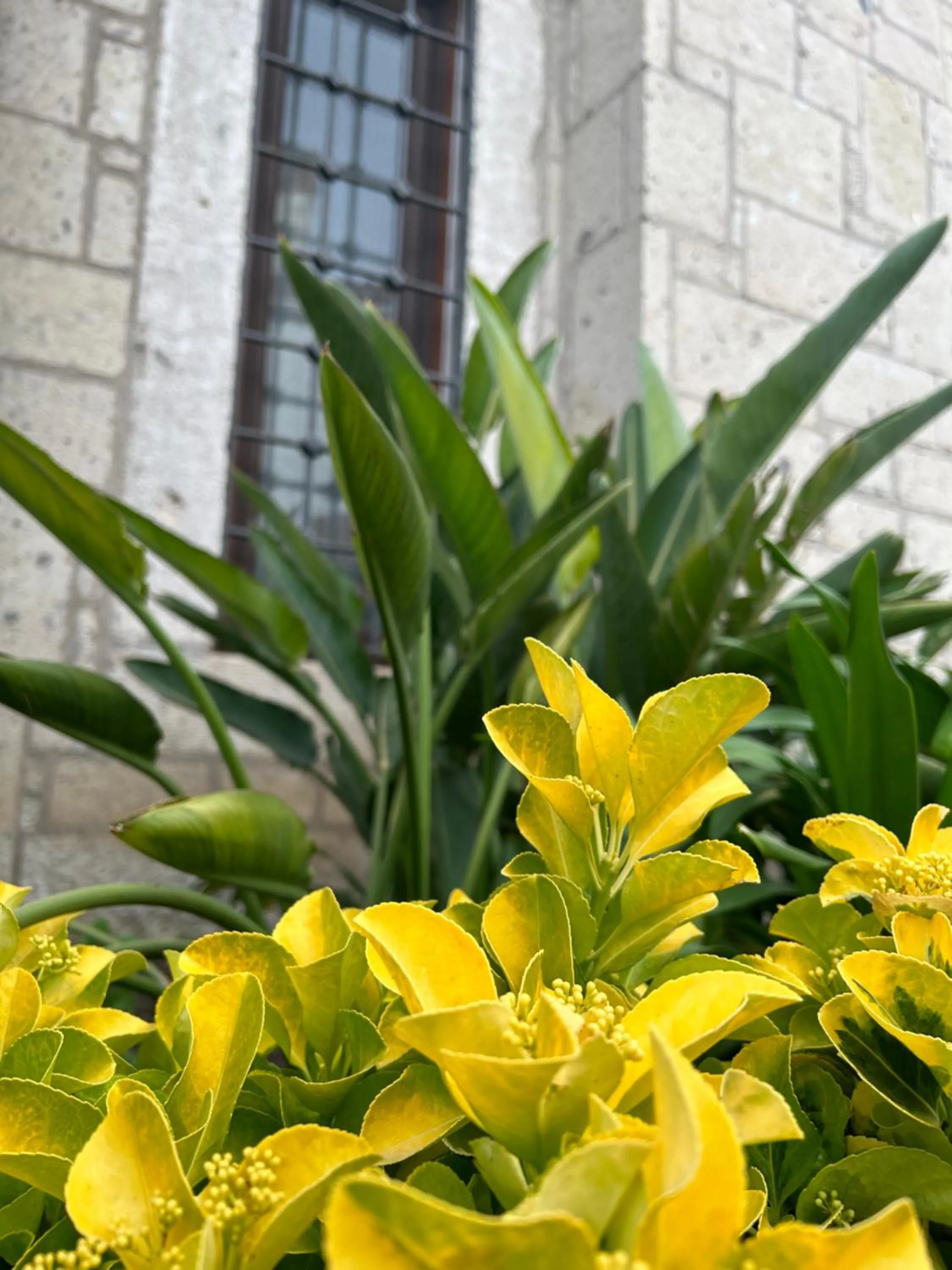 Garden in Pupa Alaçatı Butik Otel