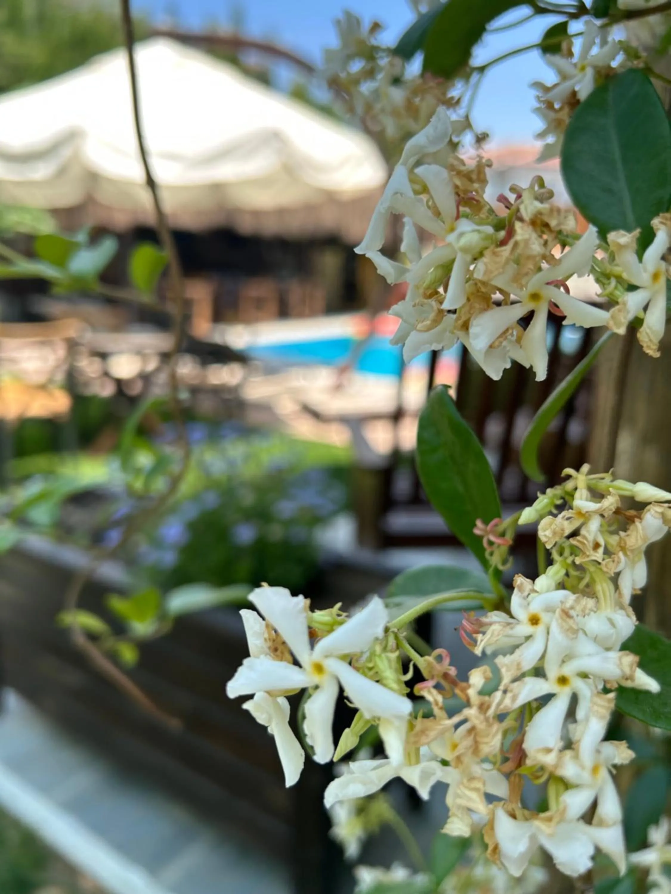 Garden in Pupa Alaçatı Butik Otel