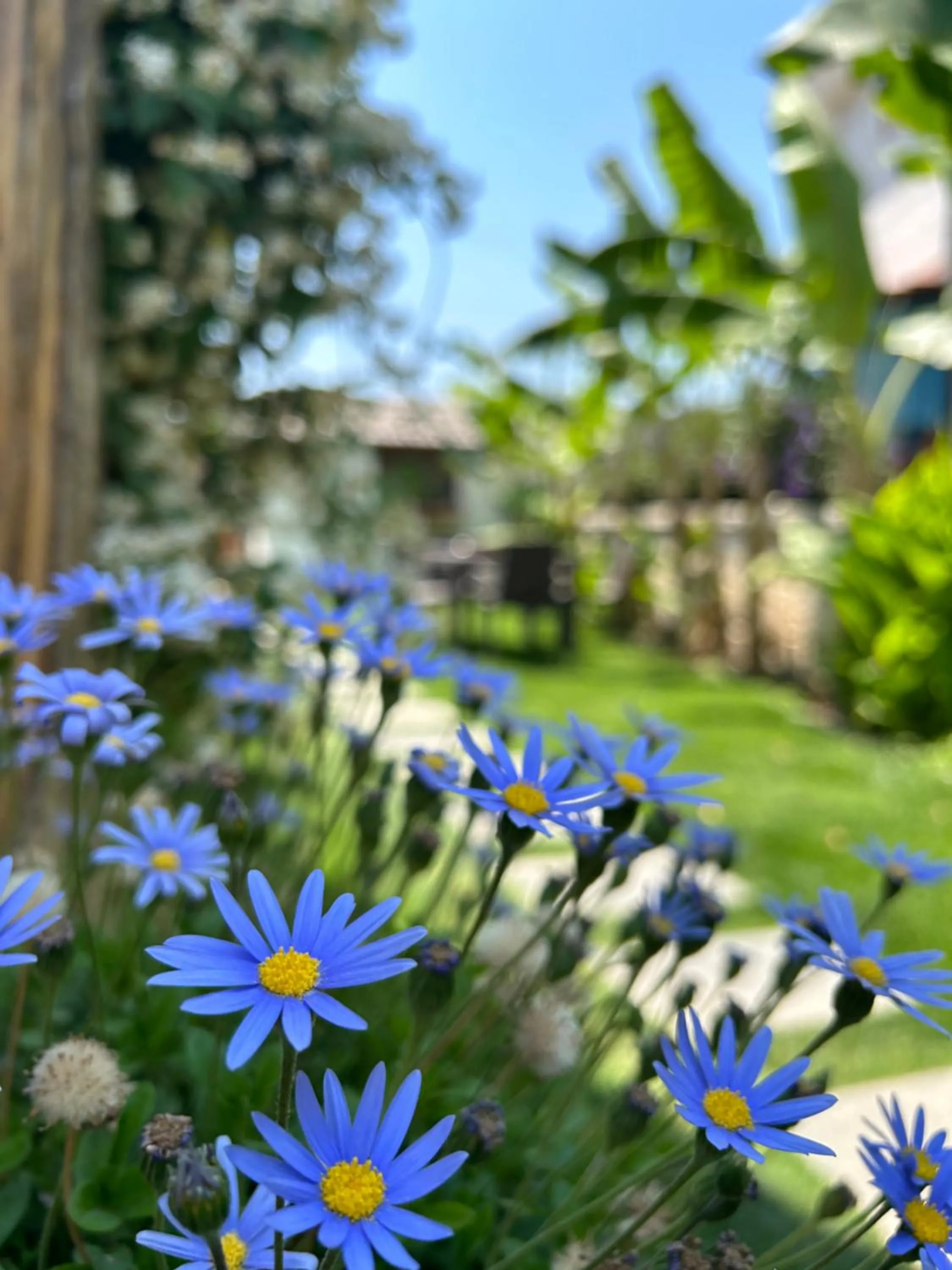 Garden in Pupa Alaçatı Butik Otel