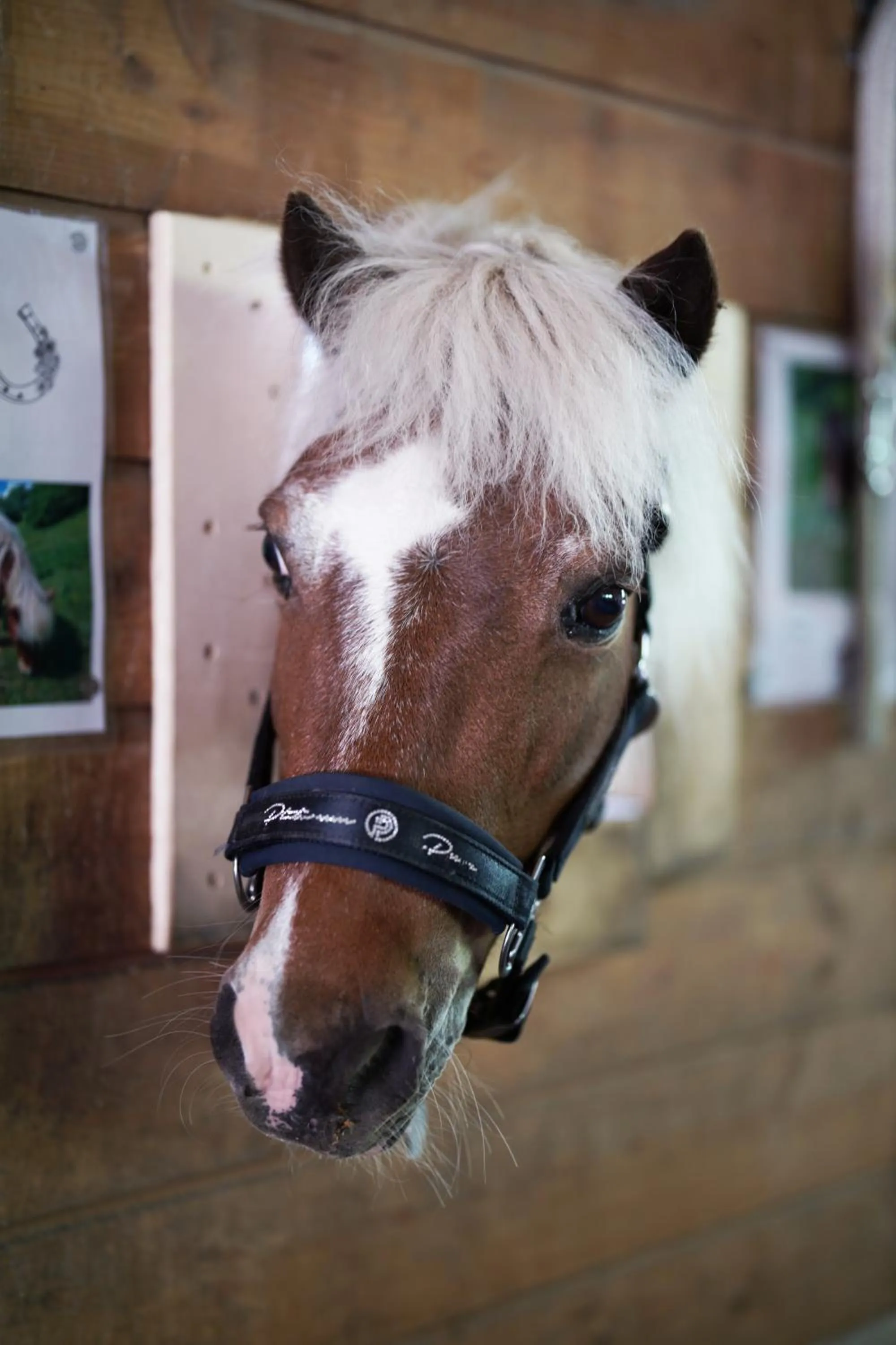 Horse-riding in Familienhotel Familiamus