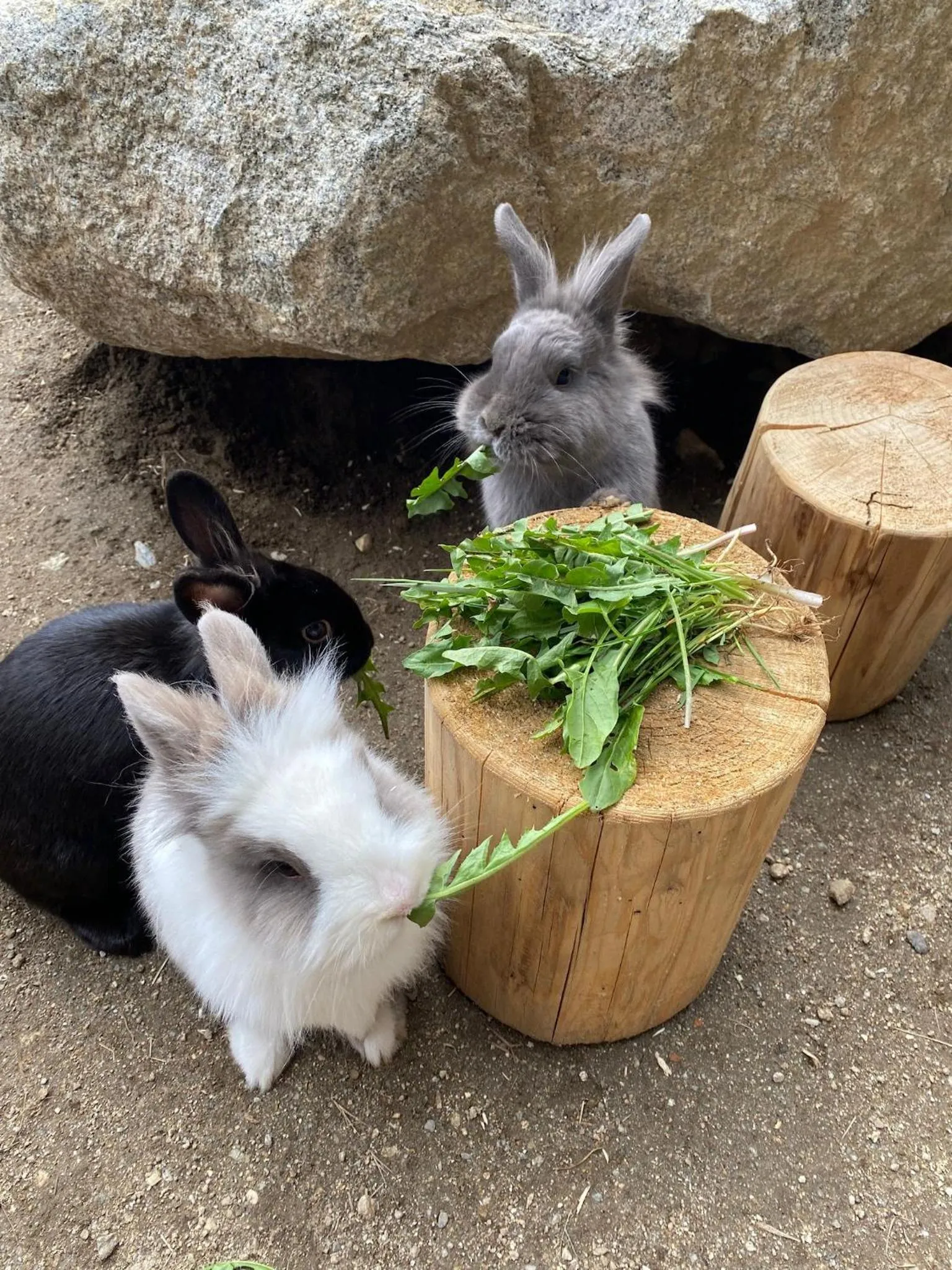 Spring in Familienhotel Familiamus