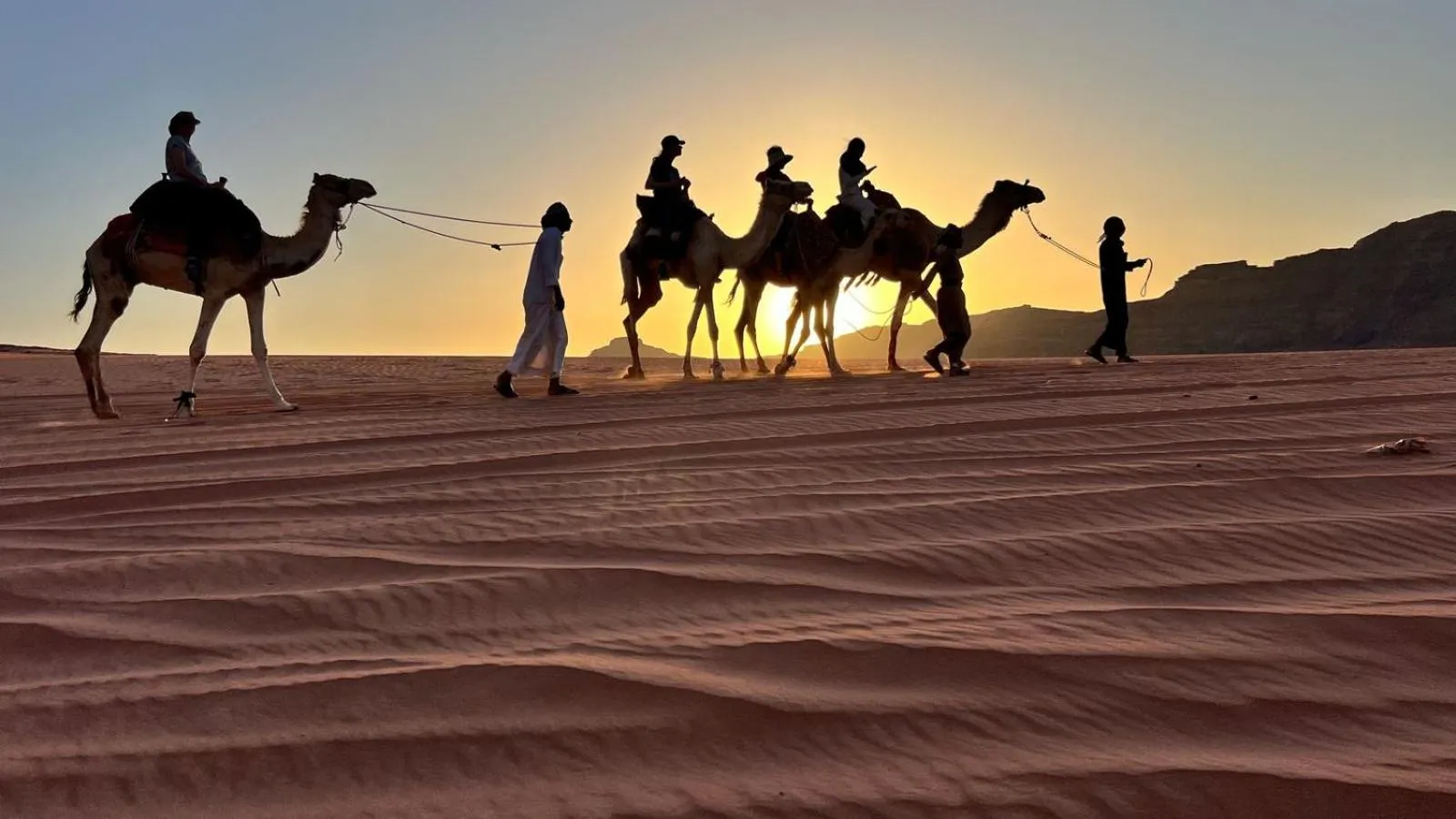 Animals in Jabal Rum Camp