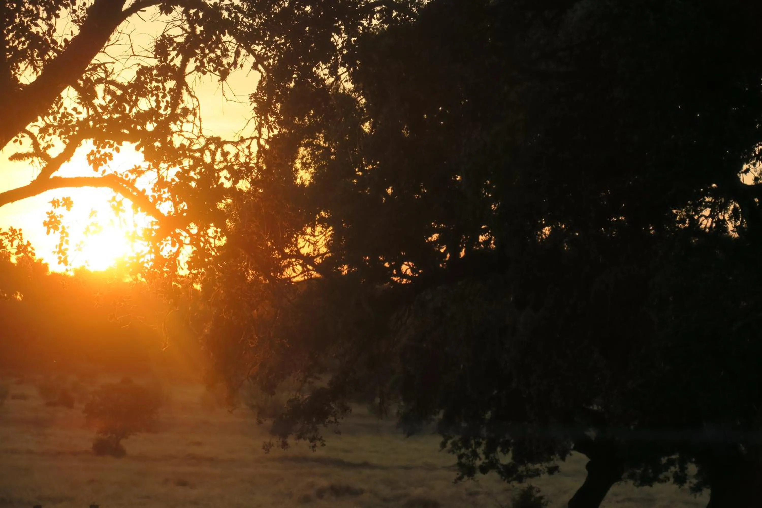 Natural landscape in Herdade dos Abegões
