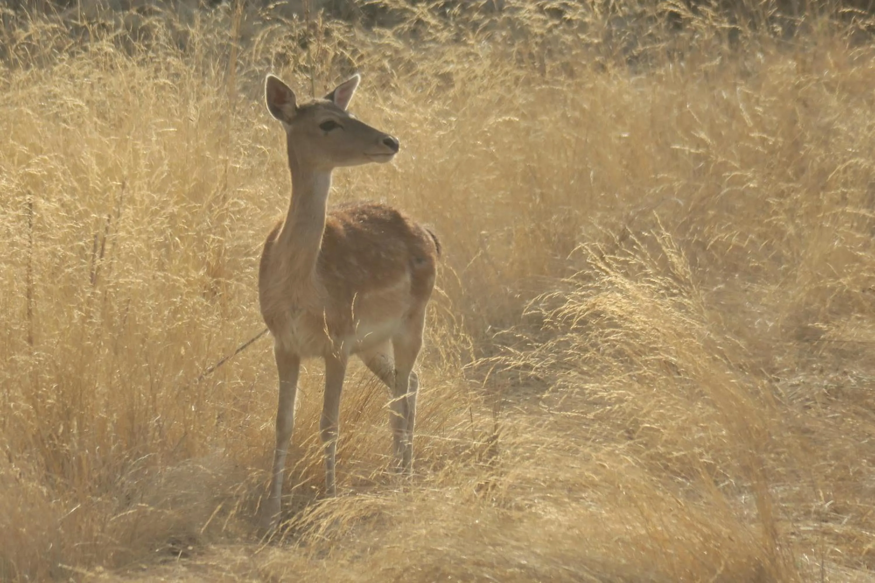 Natural landscape in Herdade dos Abegões