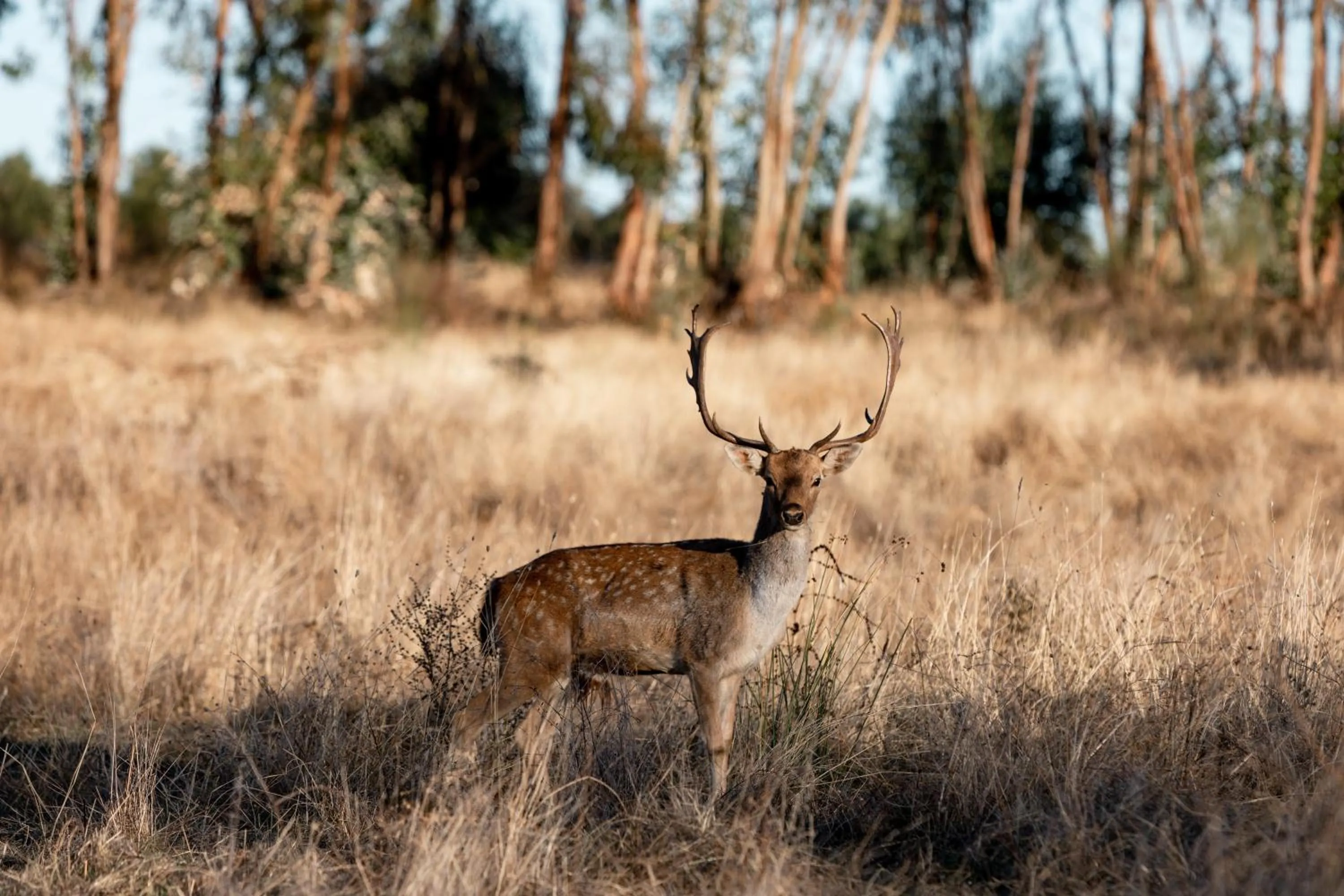 Off site in Herdade dos Abegões