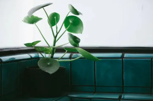 Decorative detail in Nido Sky