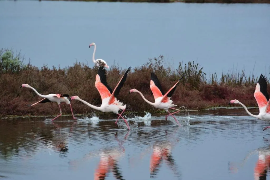 Natural landscape in Lu' Hotel Riviera - Carloforte
