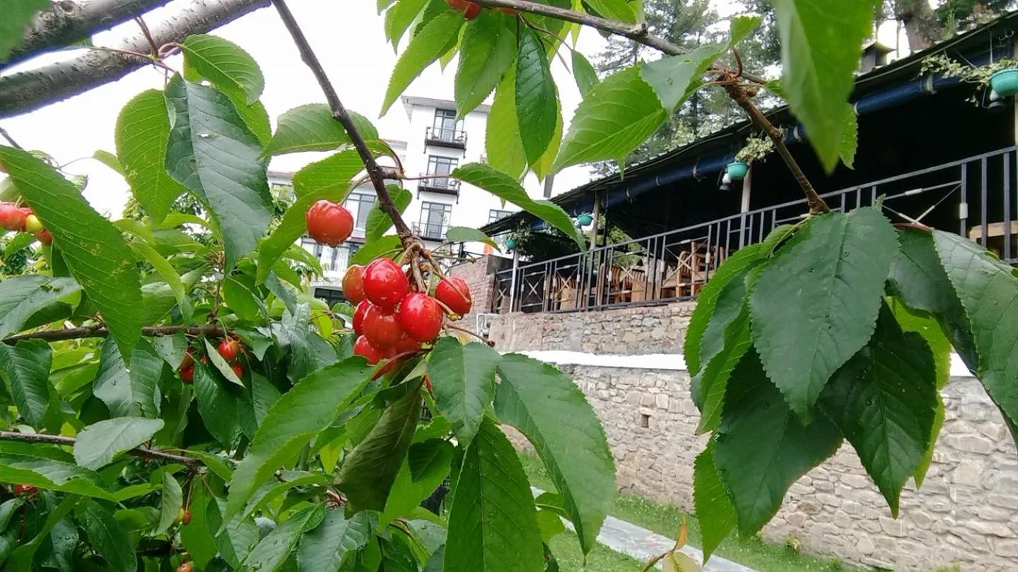 Day in Tethys Himalaya Narkanda