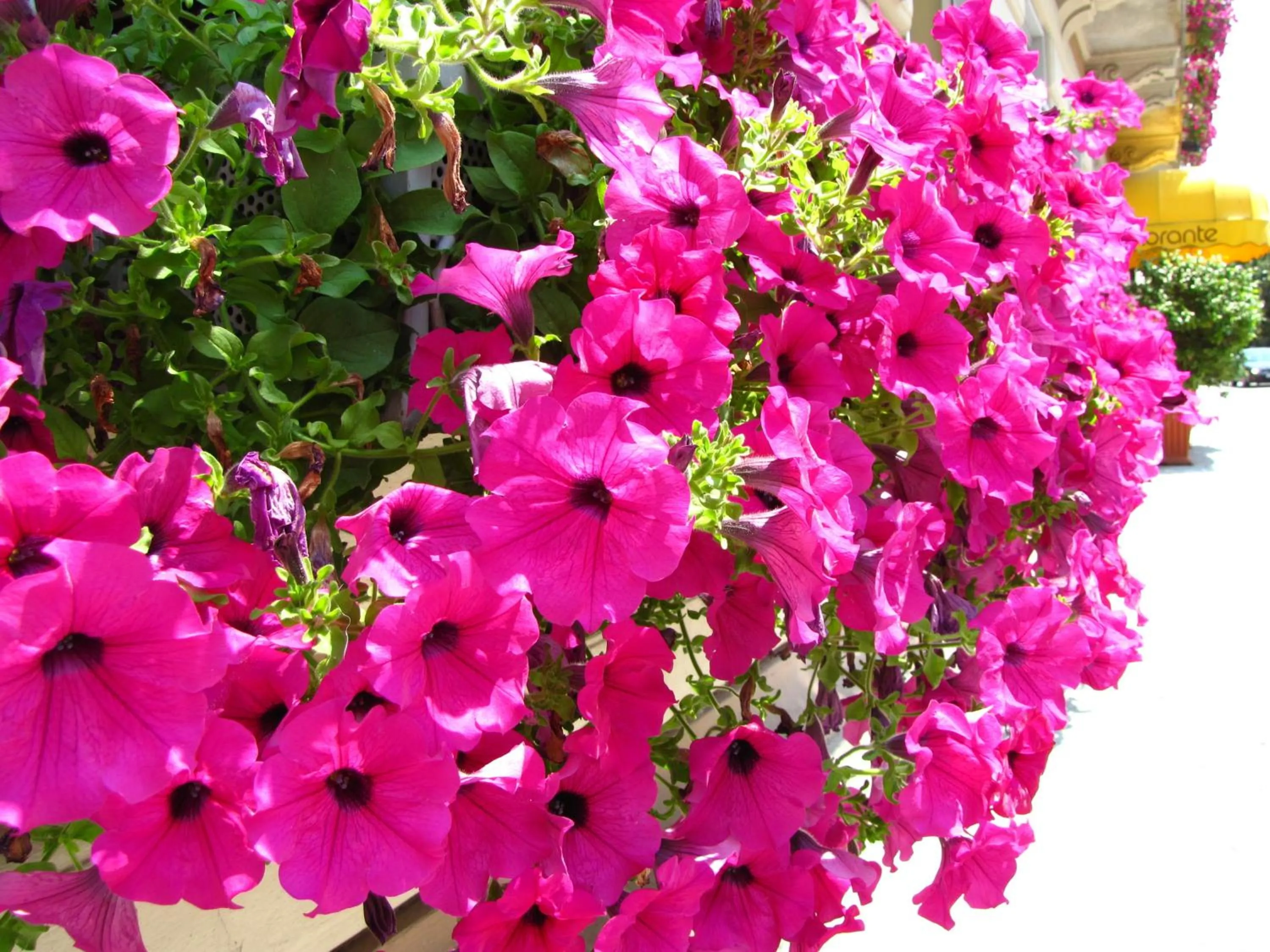 Garden in Europalace Hotel