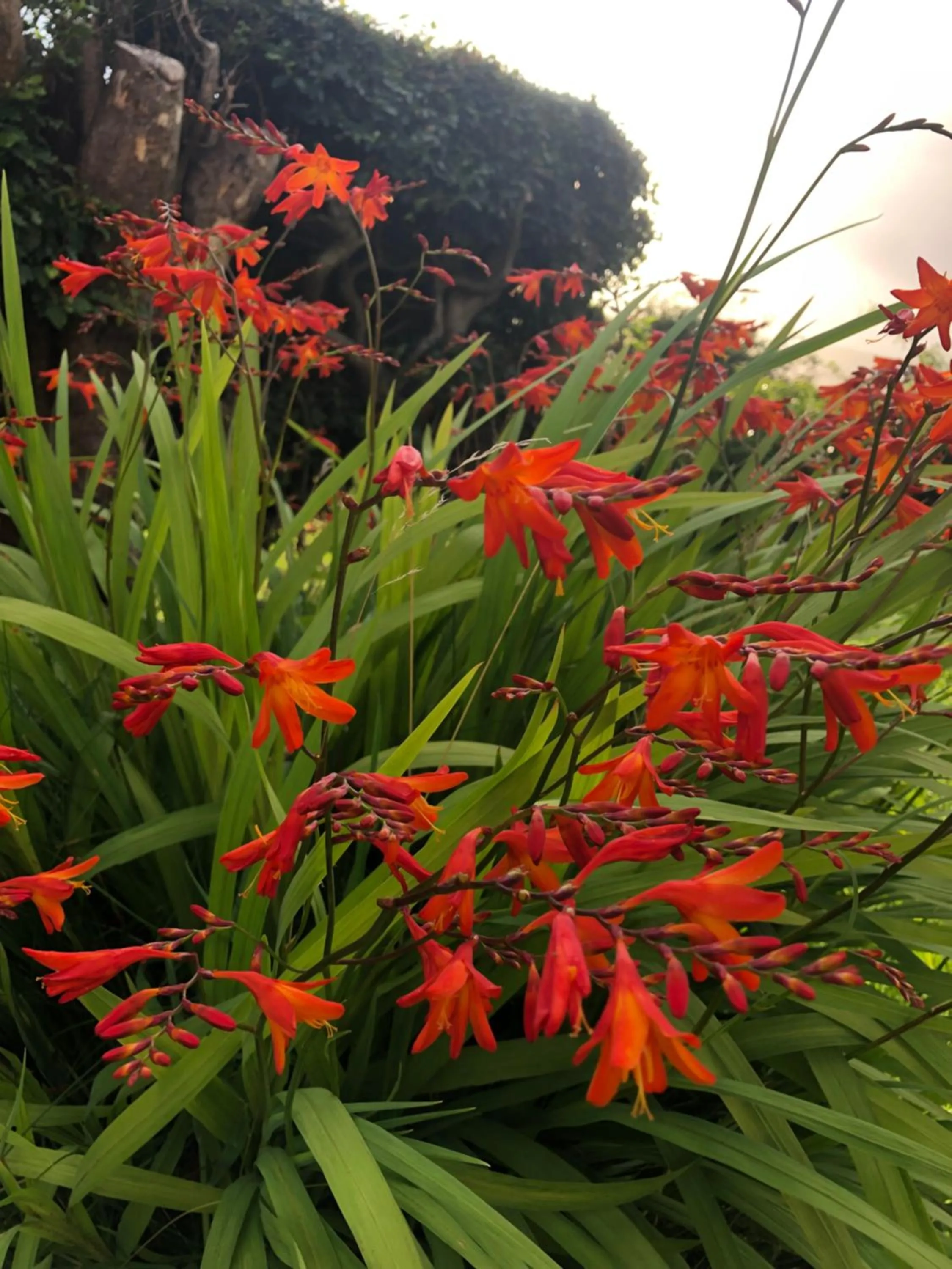 Garden in Mon Petit Cottage - B&B and Guest House in Bunclody