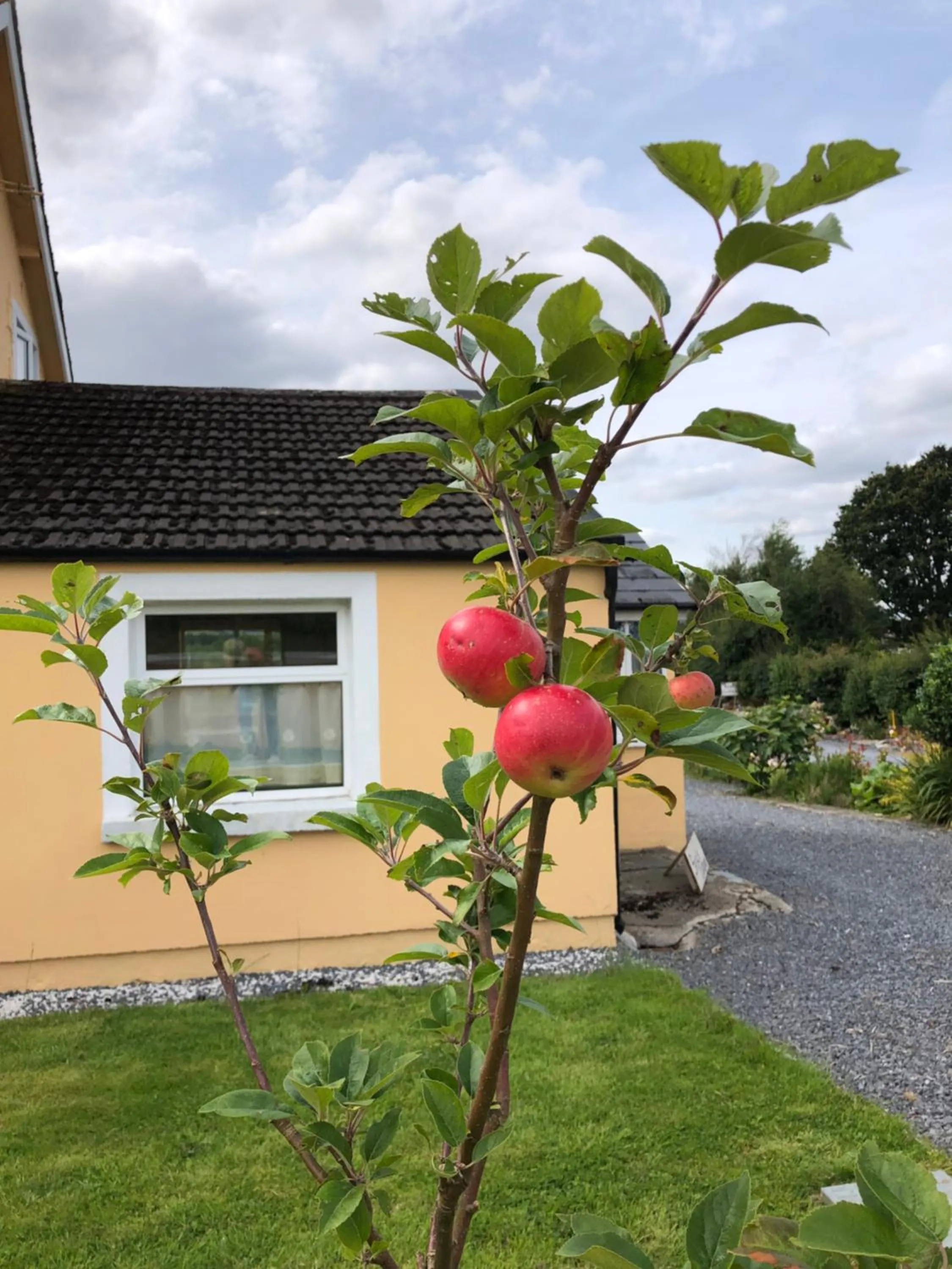 Property building in Mon Petit Cottage - B&B and Guest House in Bunclody