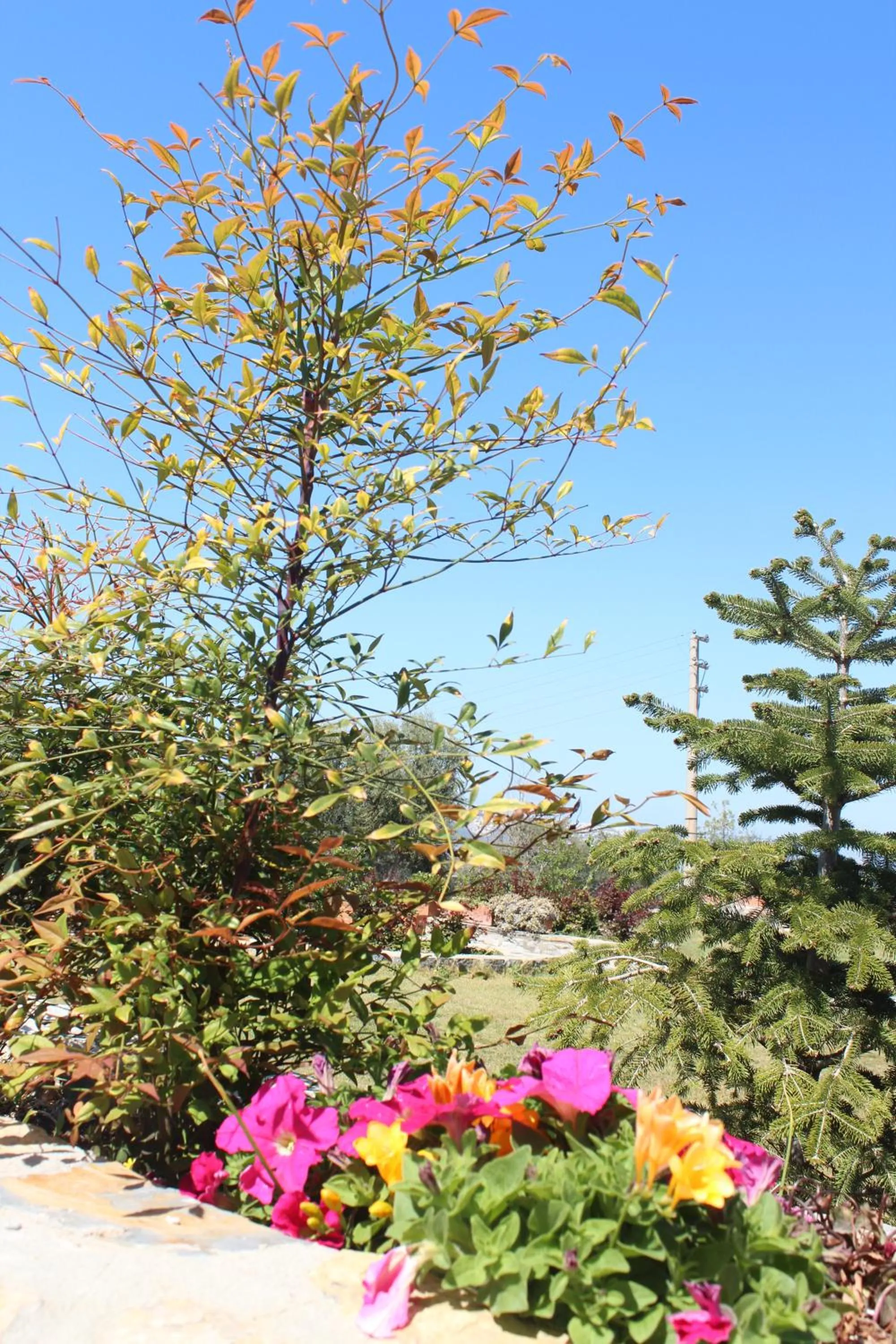 Olive Garden Retreat