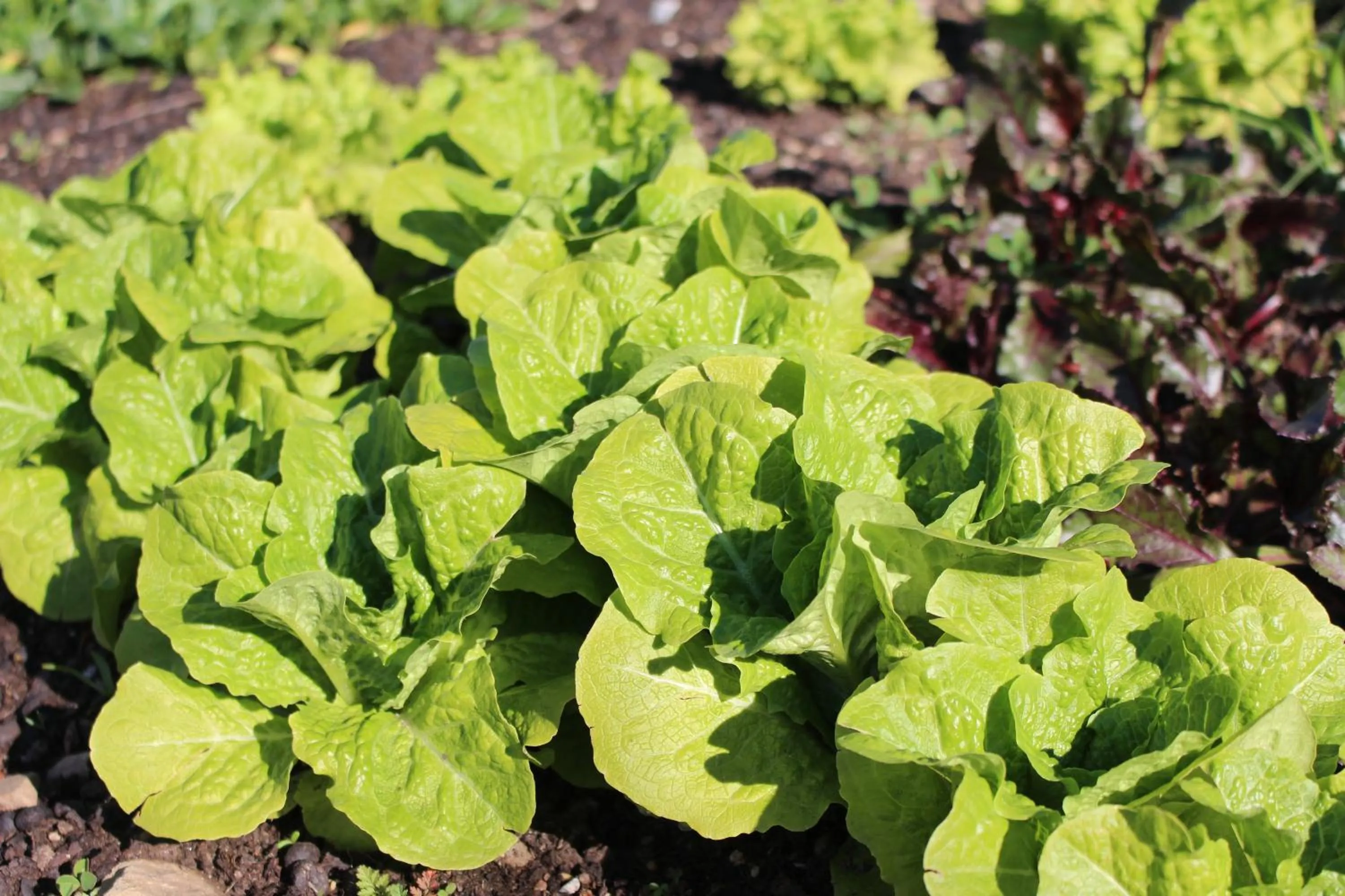 Olive Garden Retreat