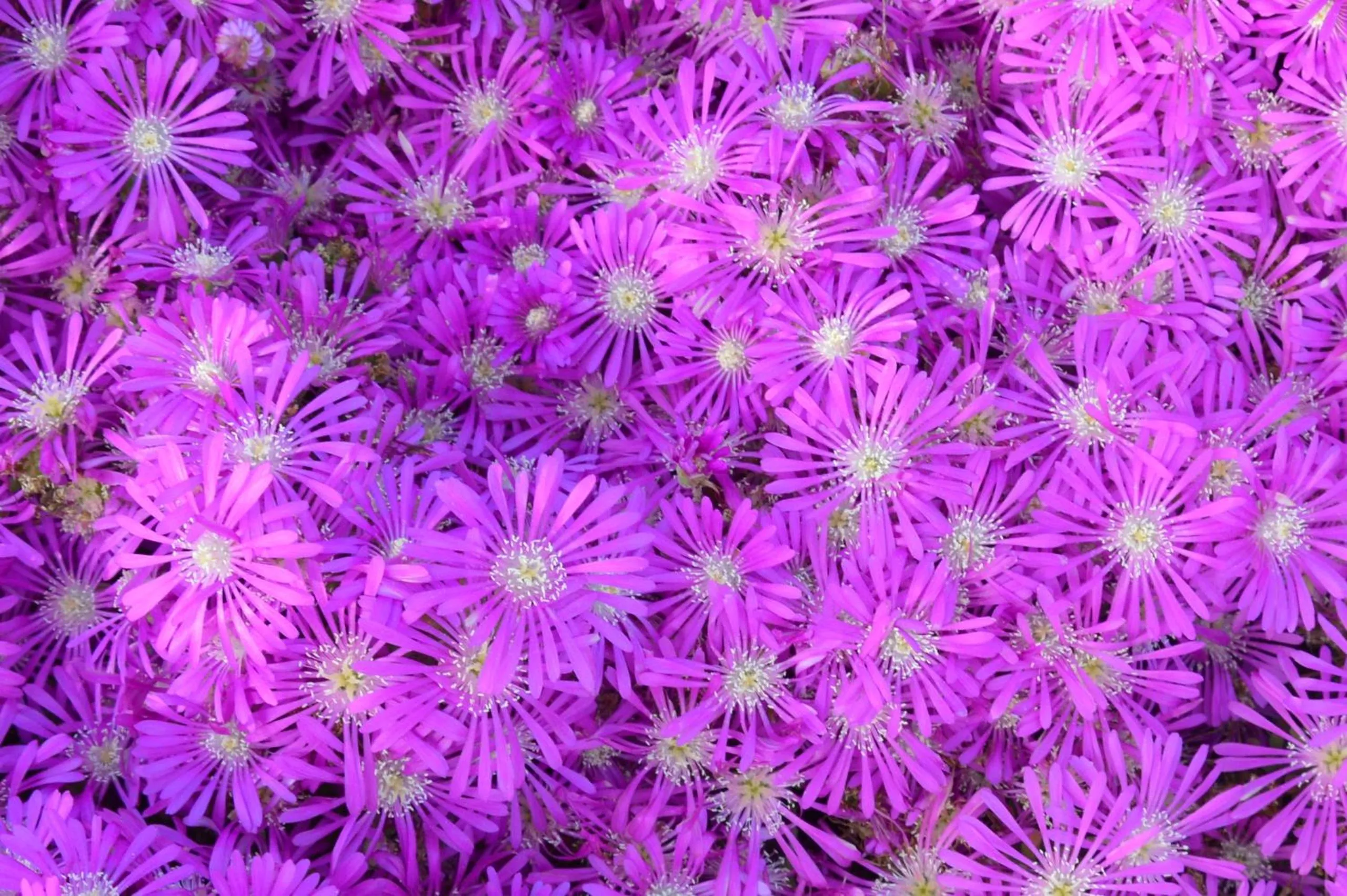 Olive Garden Retreat