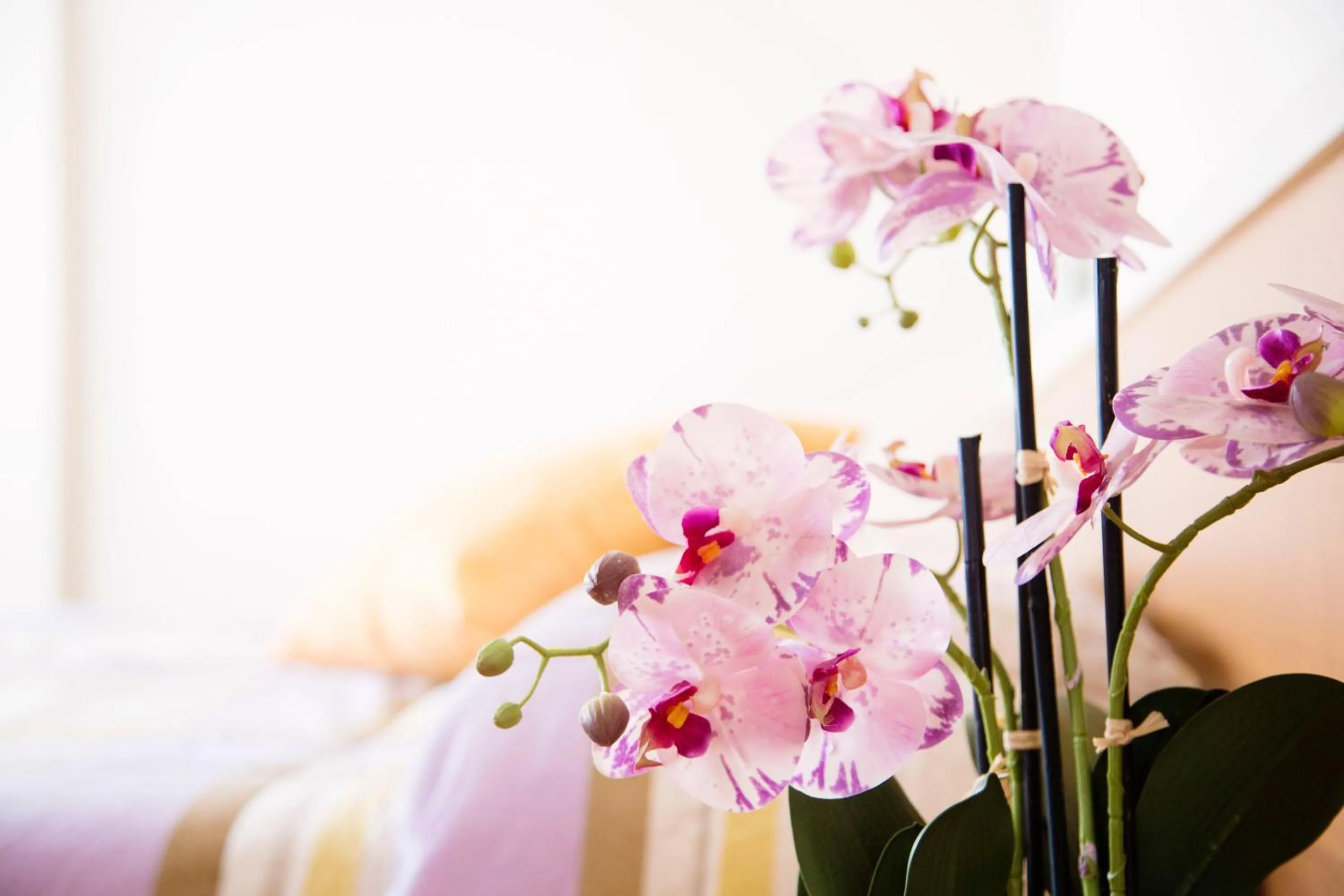 Spring, Bed in Hotel Meeting