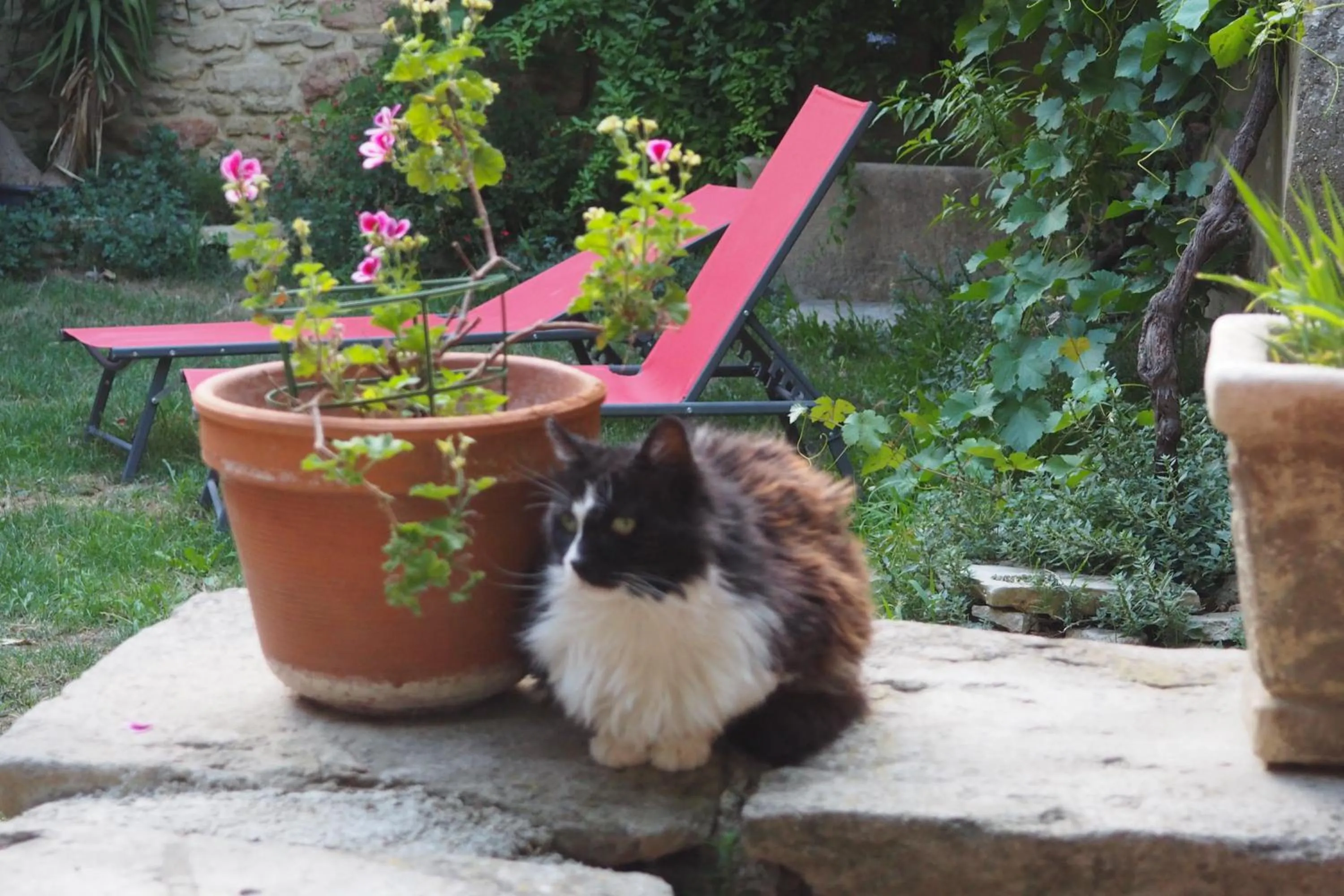 Pets in Chambres d'Hôtes Le relais des marmottes en Luberon