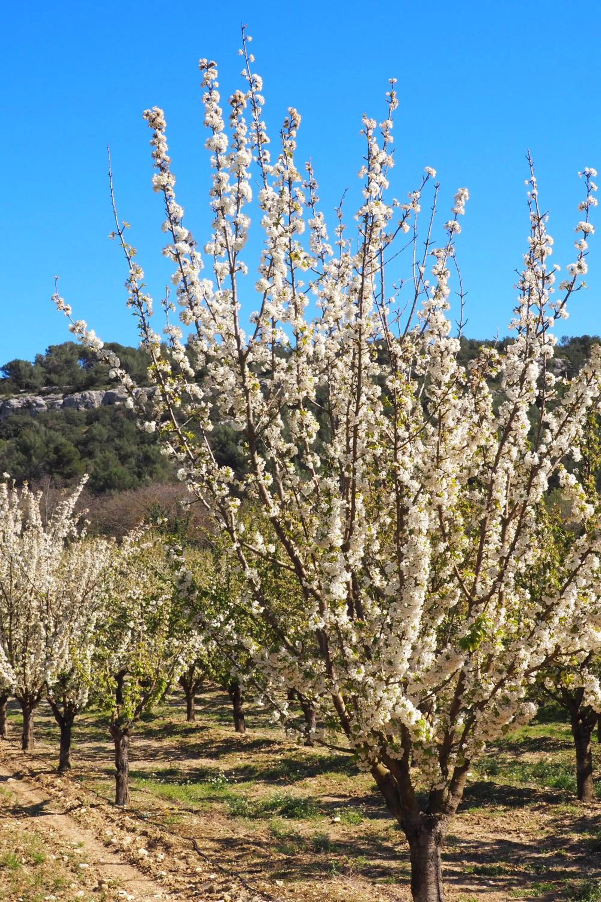 Chambres d'Hôtes Le relais des marmottes en Luberon