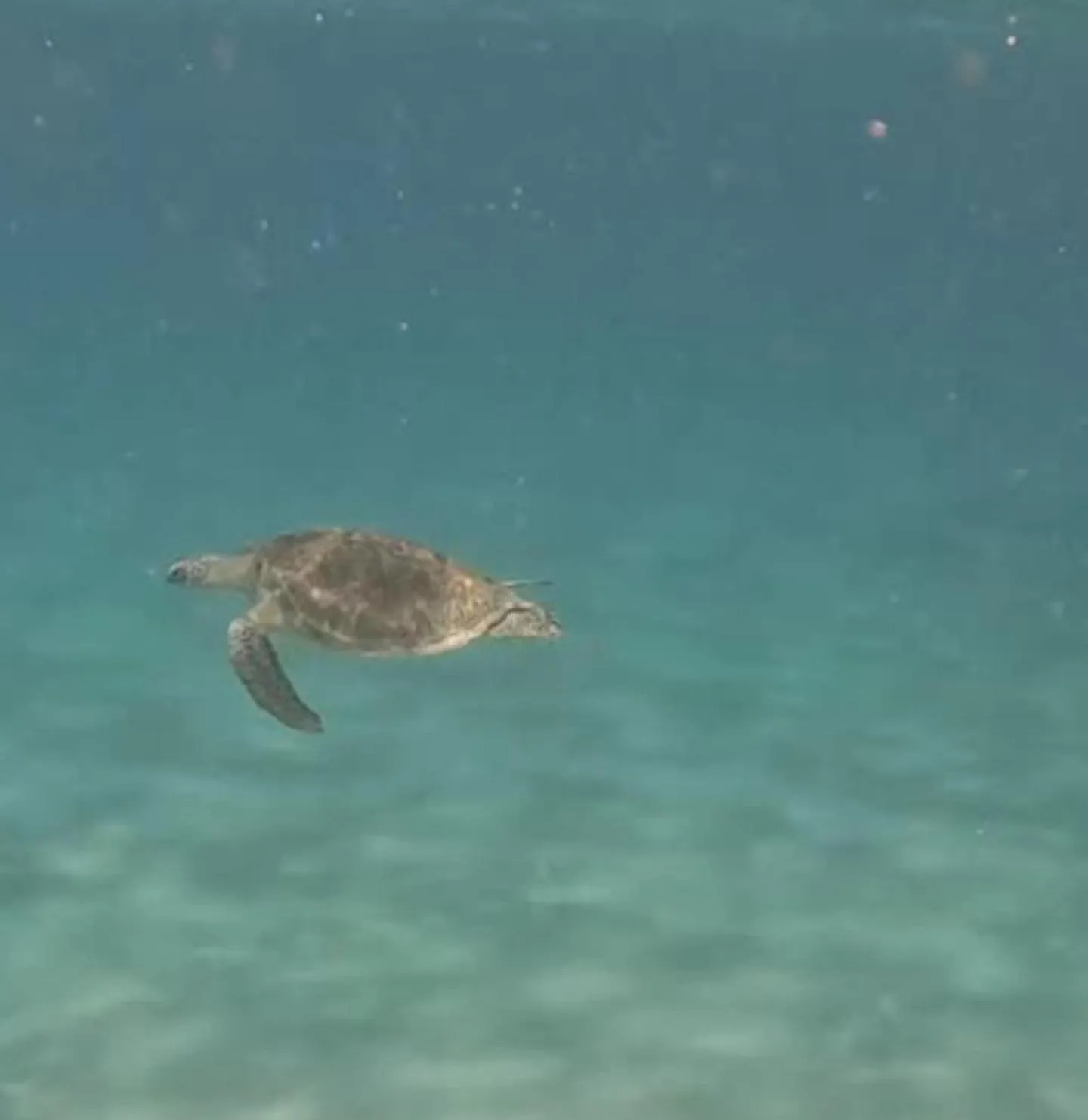 Snorkeling in Dream Lagoon Resort & Aqua Park