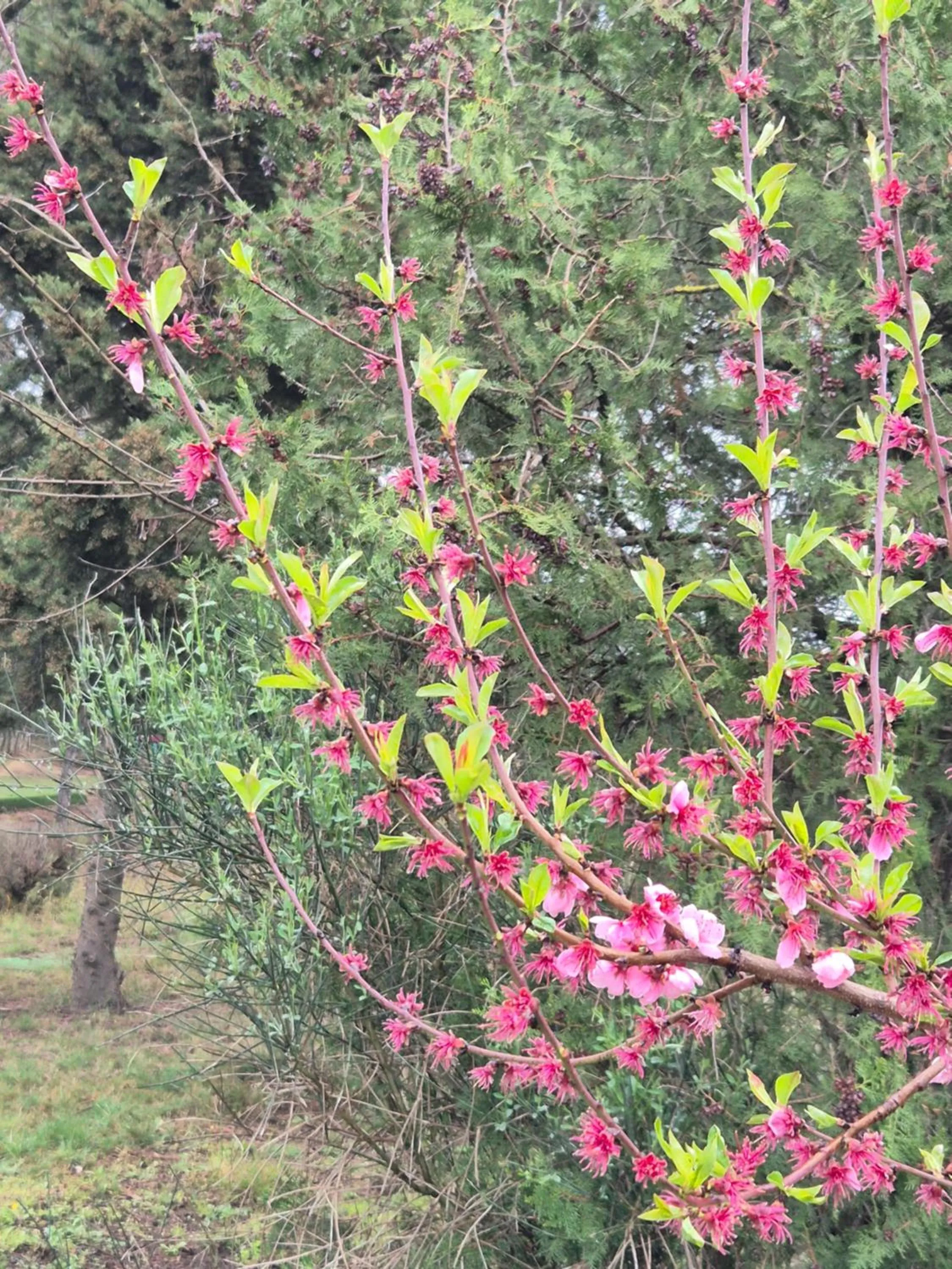 Spring in Bel Hotel Restaurant la Gentilhommière