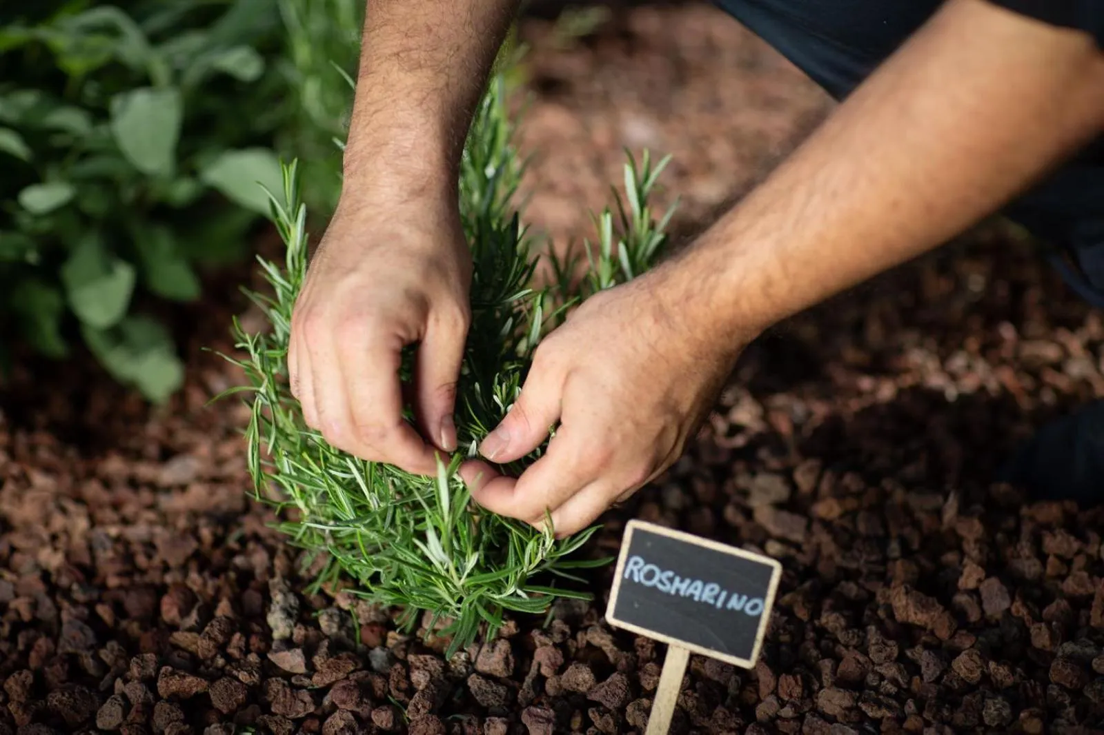 Logo/Certificate/Sign in Resort Limax Acis