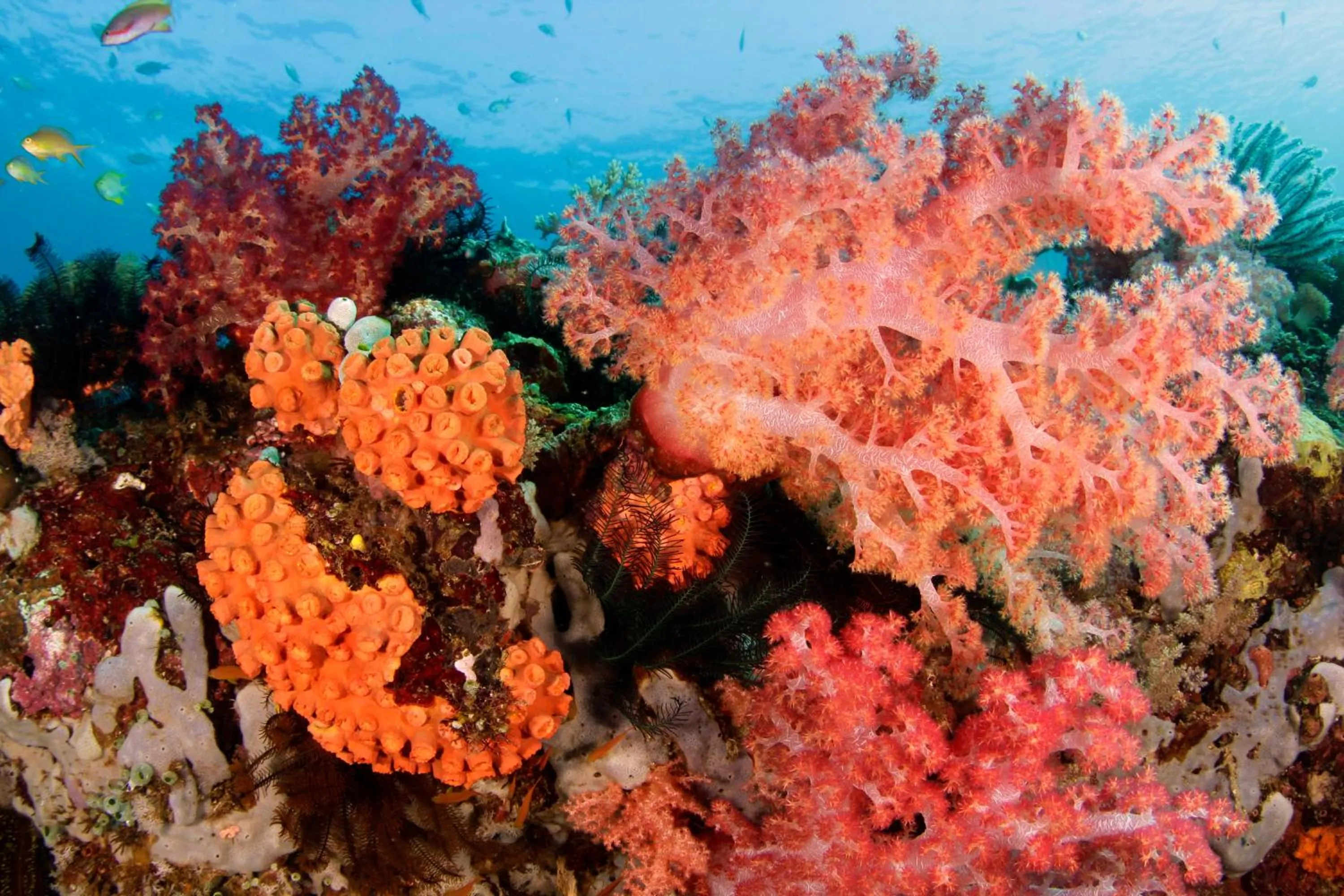 Snorkeling in The Three P Beach Resort & Dive Center