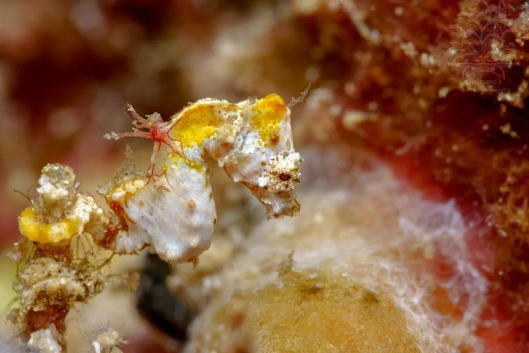 Diving in The Three P Beach Resort & Dive Center