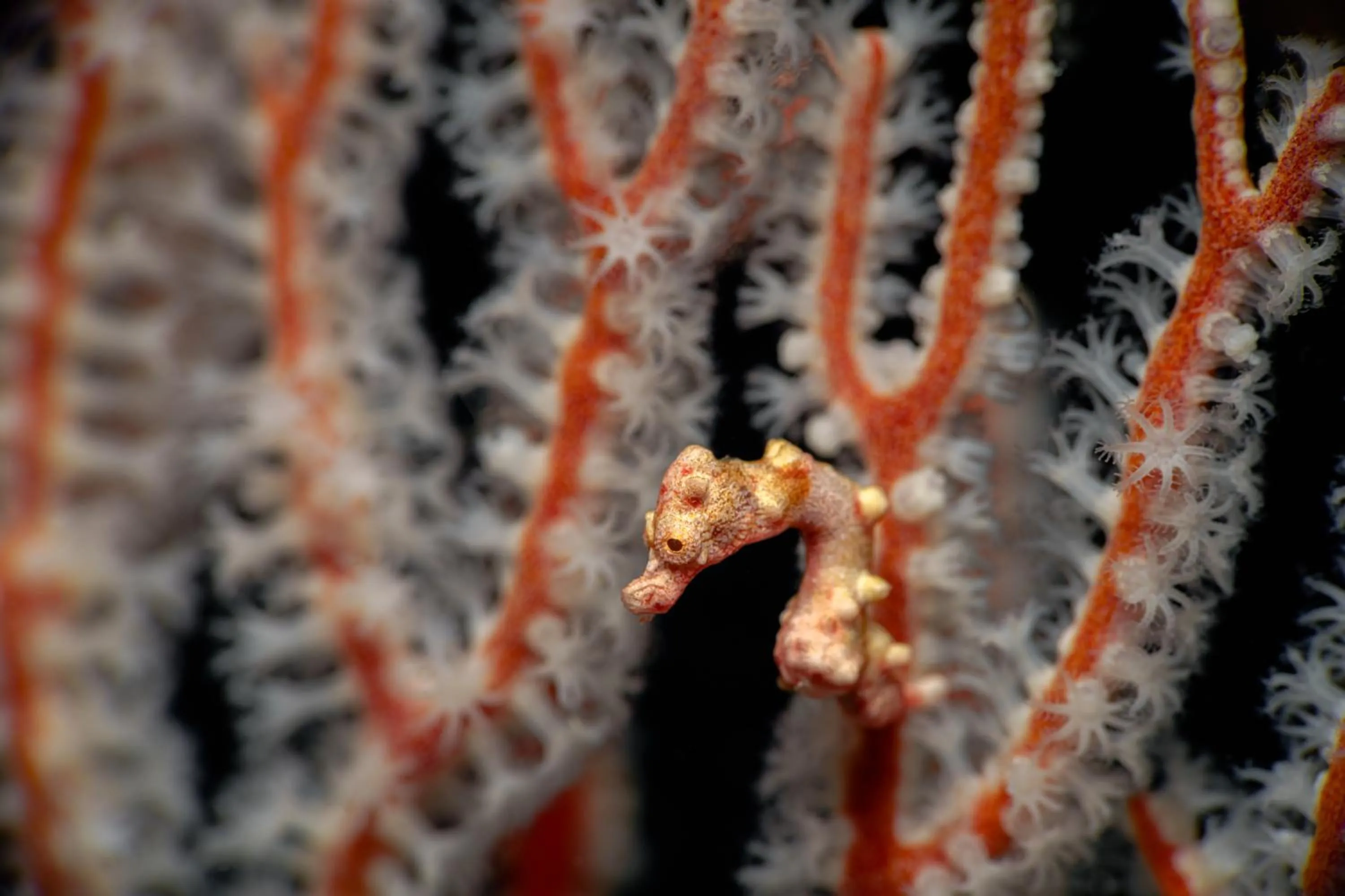 Diving in The Three P Beach Resort & Dive Center