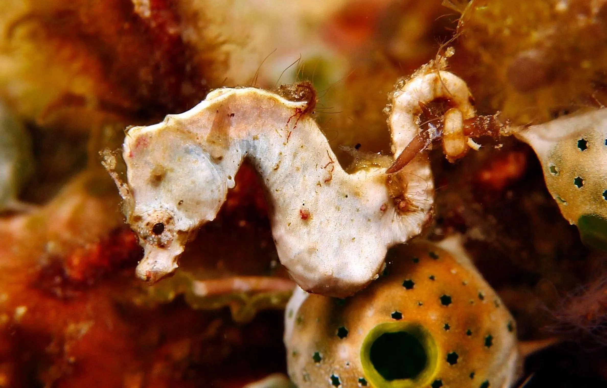 Diving in The Three P Beach Resort & Dive Center