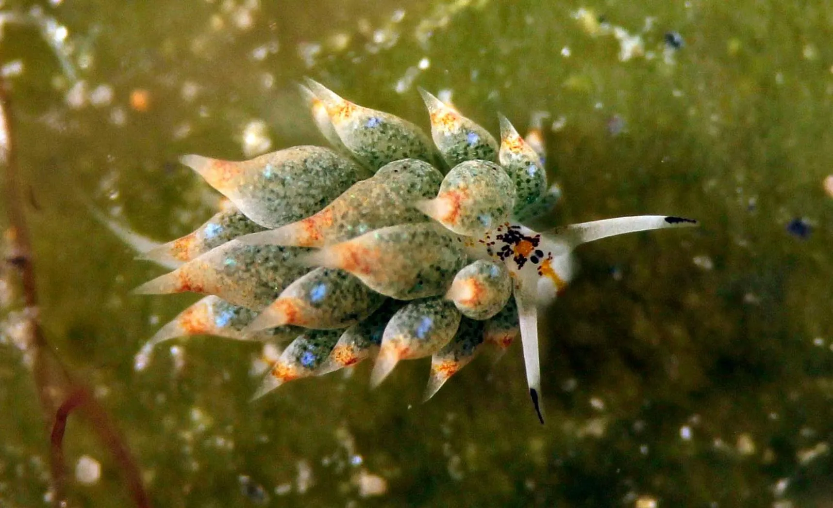 Diving in The Three P Beach Resort & Dive Center