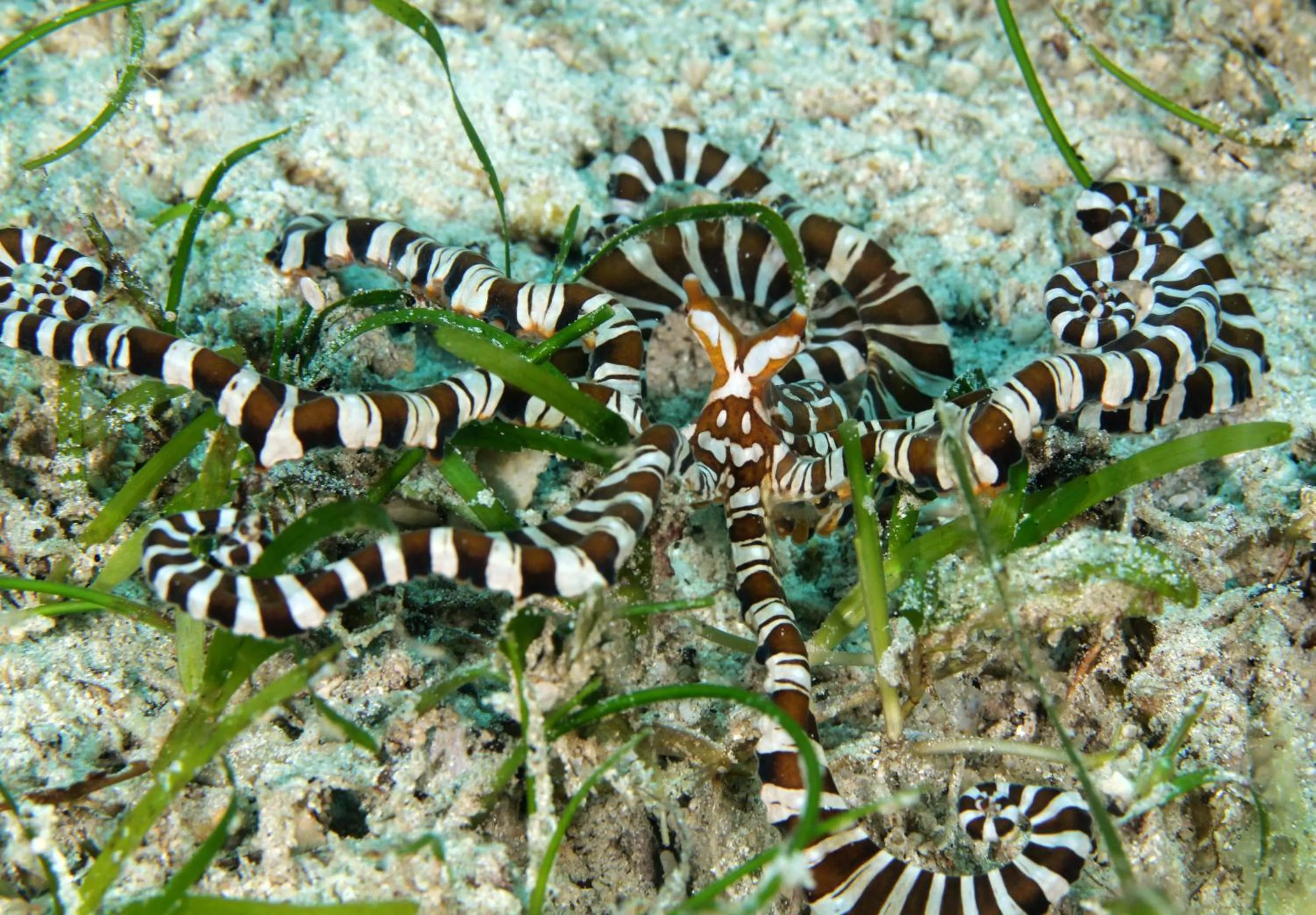 Diving in The Three P Beach Resort & Dive Center