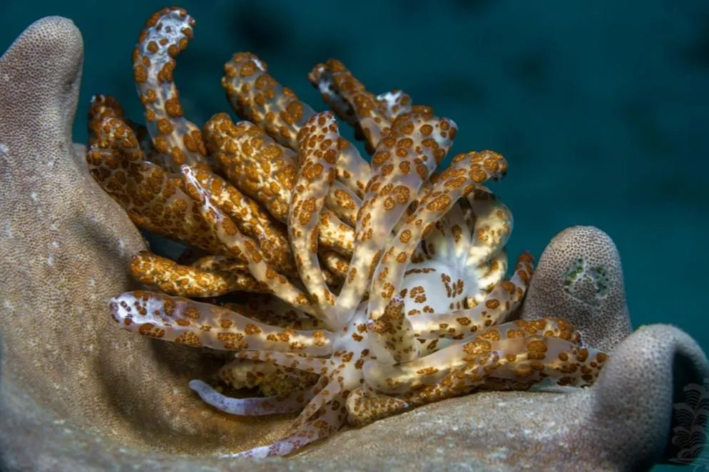 Diving in The Three P Beach Resort & Dive Center