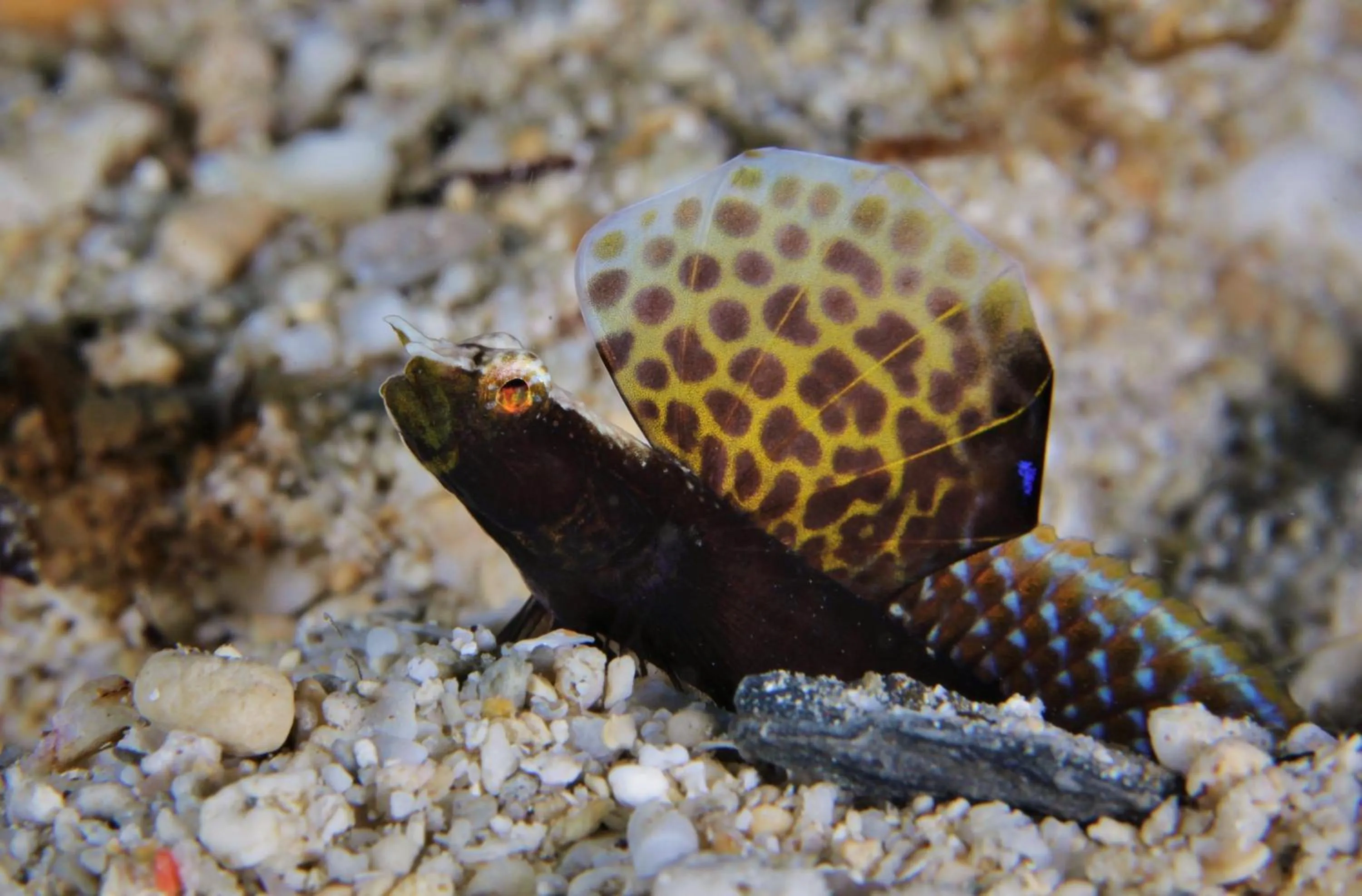 Diving in The Three P Beach Resort & Dive Center