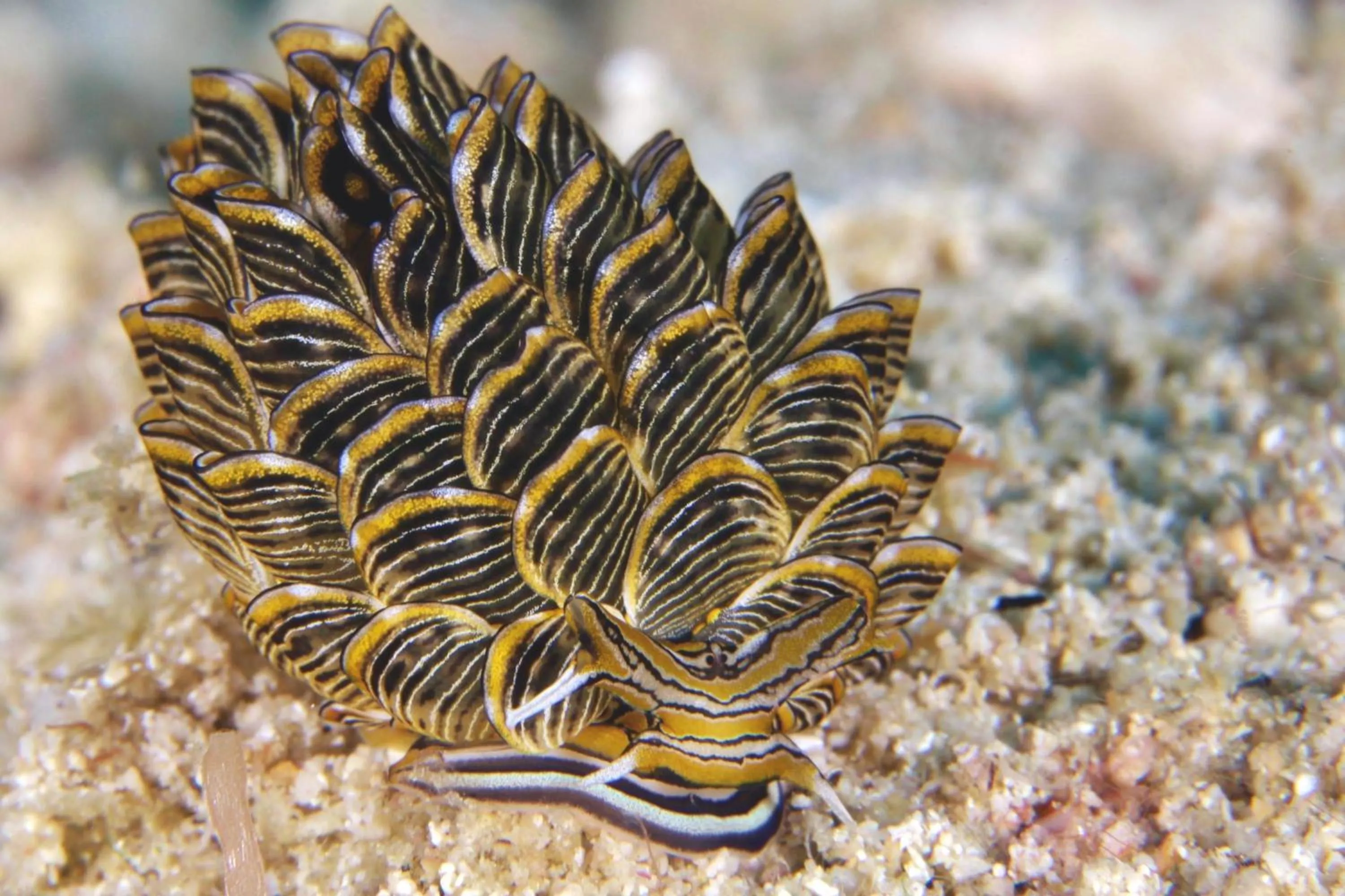 Diving in The Three P Beach Resort & Dive Center