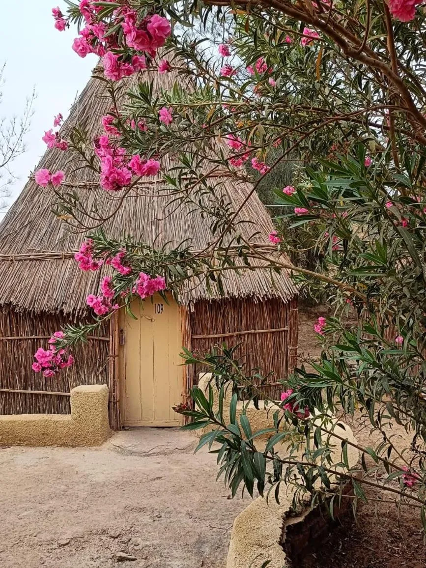 Badry Sahara Camp