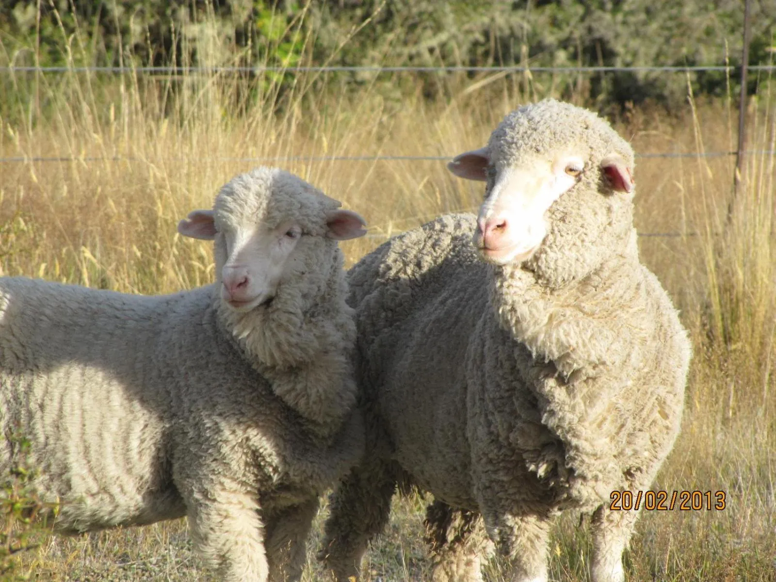 Animals in Dunstan Downs High Country Sheep Station