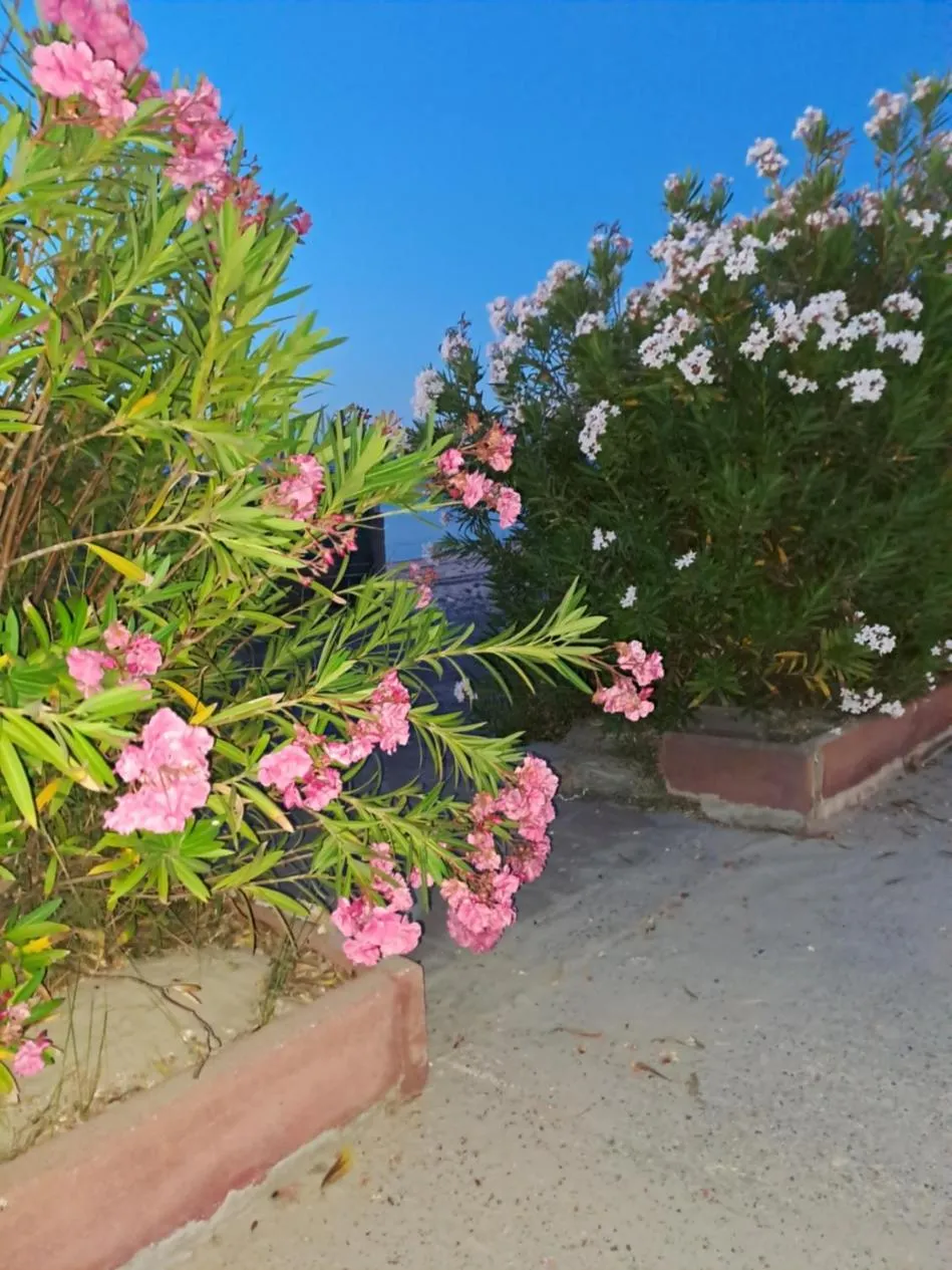 Garden view in Cala di Seta Apartment - Rubino